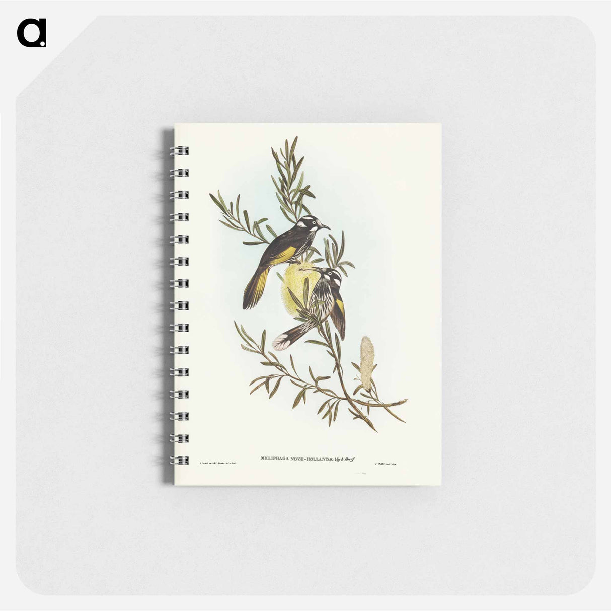 アートメモ帳-New Holland Honey-eater
- オーストラリアの鳥 Memo.