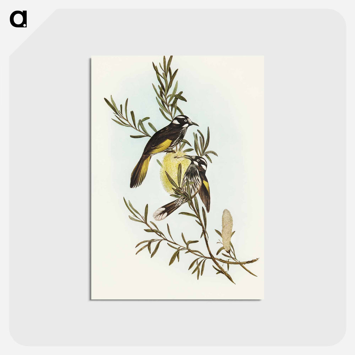 アートポストカード-New Holland Honey-eater
- オーストラリアの鳥 Postcard.