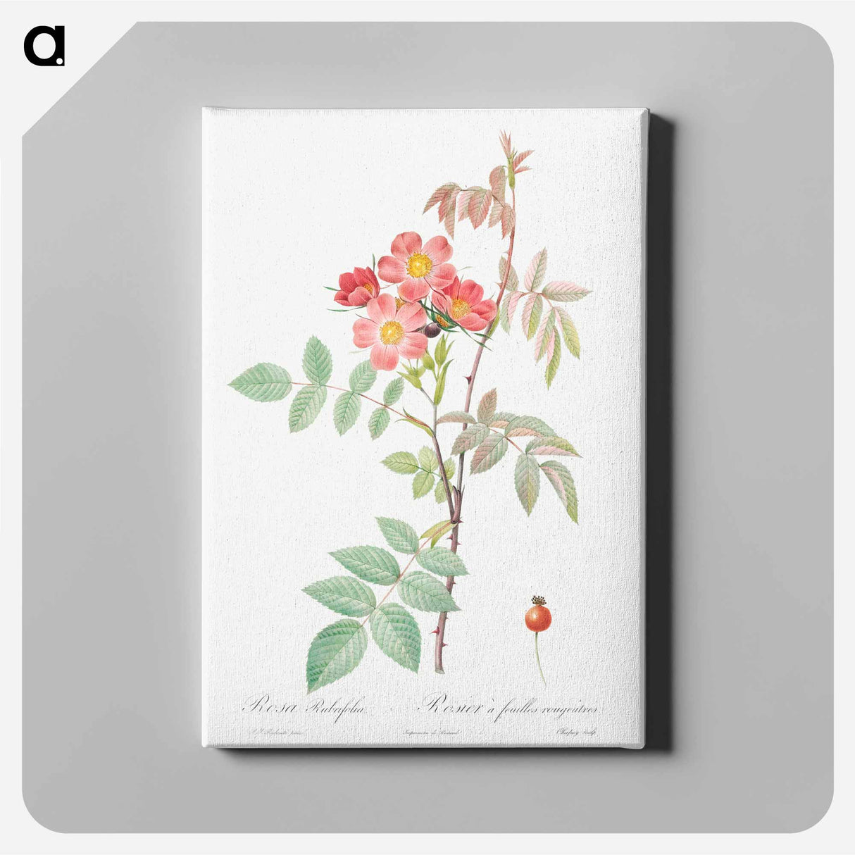 Redleaf Rose - Pierre Joseph Redouté Canvas.