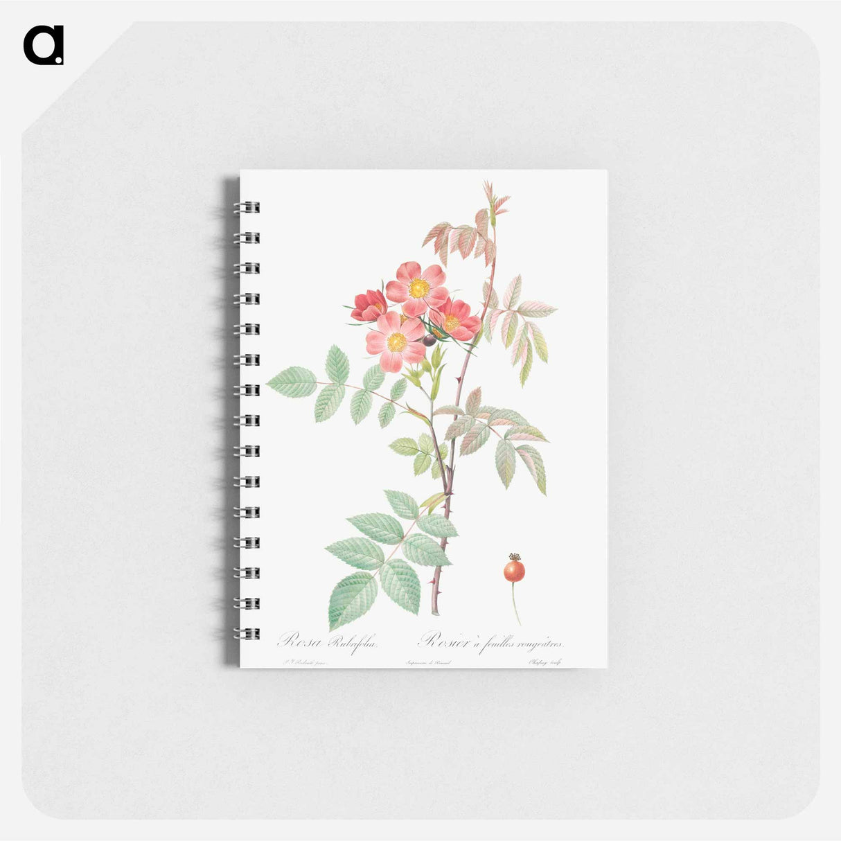 Redleaf Rose - ピエール ジョゼフ ルドゥーテ Memo.