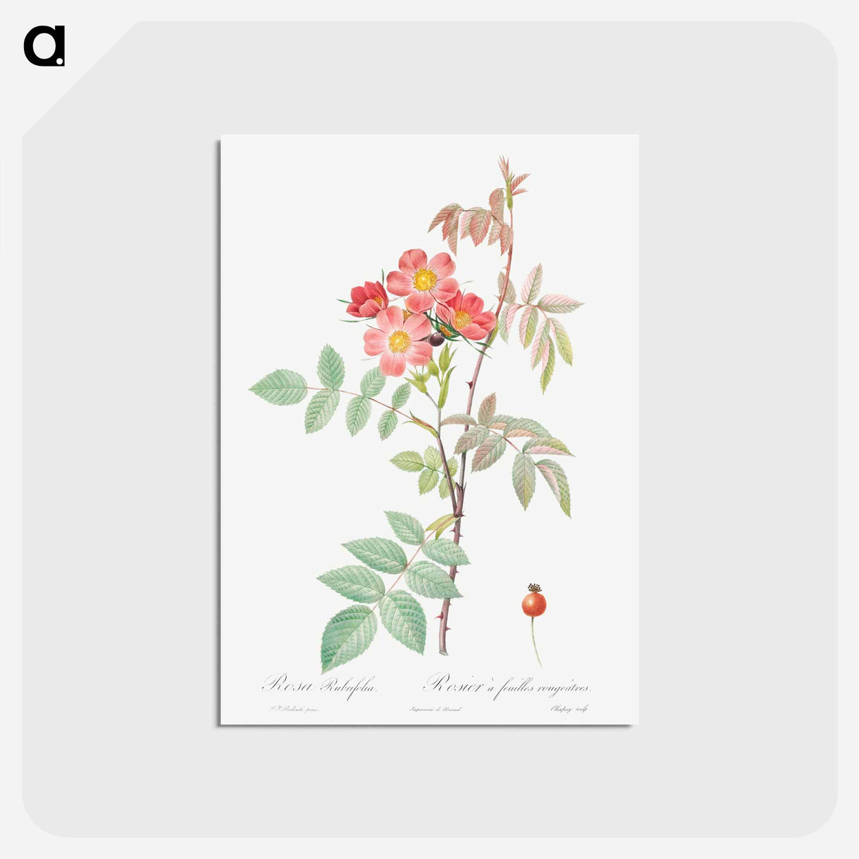 アートポストカード-Redleaf Rose - ピエール ジョゼフ ルドゥーテ Postcard.