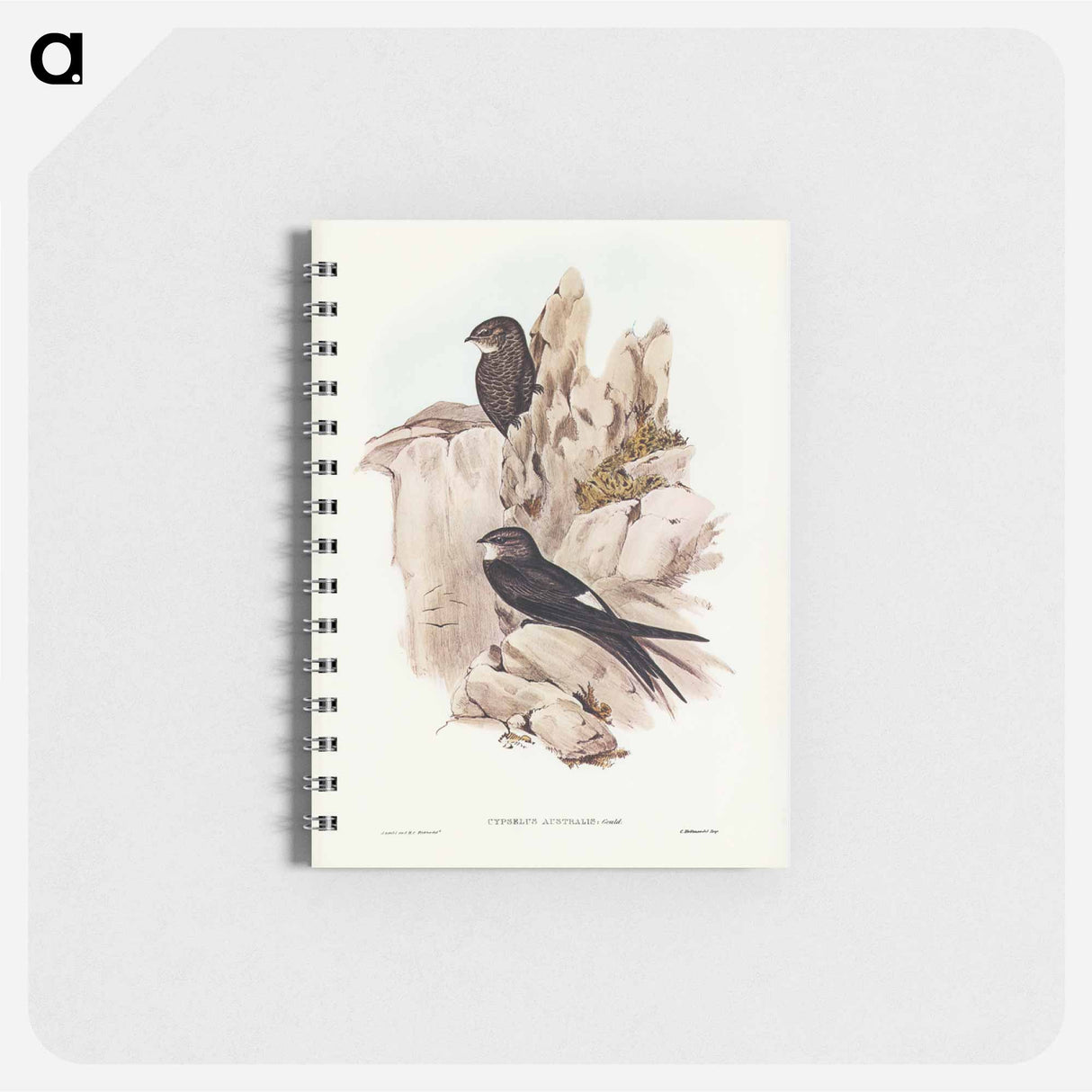 アートメモ帳-Australian Swift
- ジョン グールド Memo.