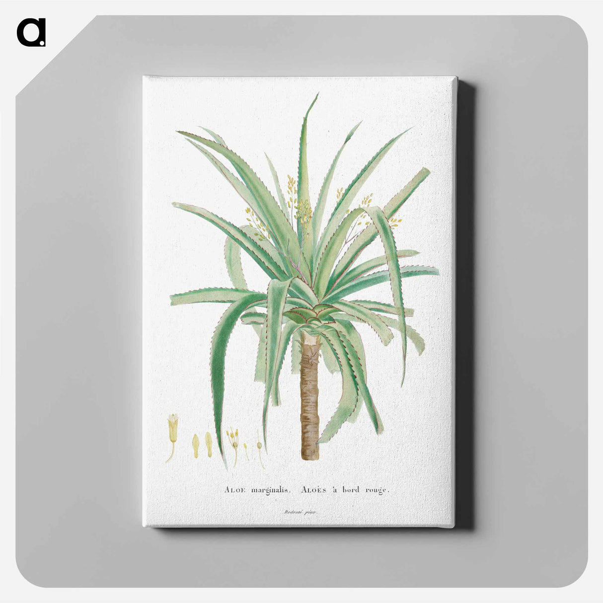 アートパネル-Aloe Marginalis - ピエール ジョゼフ ルドゥーテ Canvas.