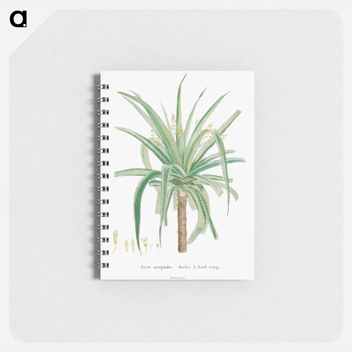 アートメモ帳-Aloe Marginalis - ピエール ジョゼフ ルドゥーテ Memo.