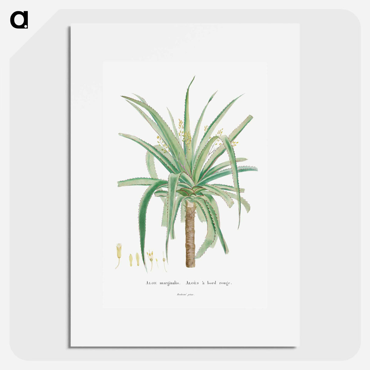アートポスター-Aloe Marginalis - ピエール ジョゼフ ルドゥーテ Poster.