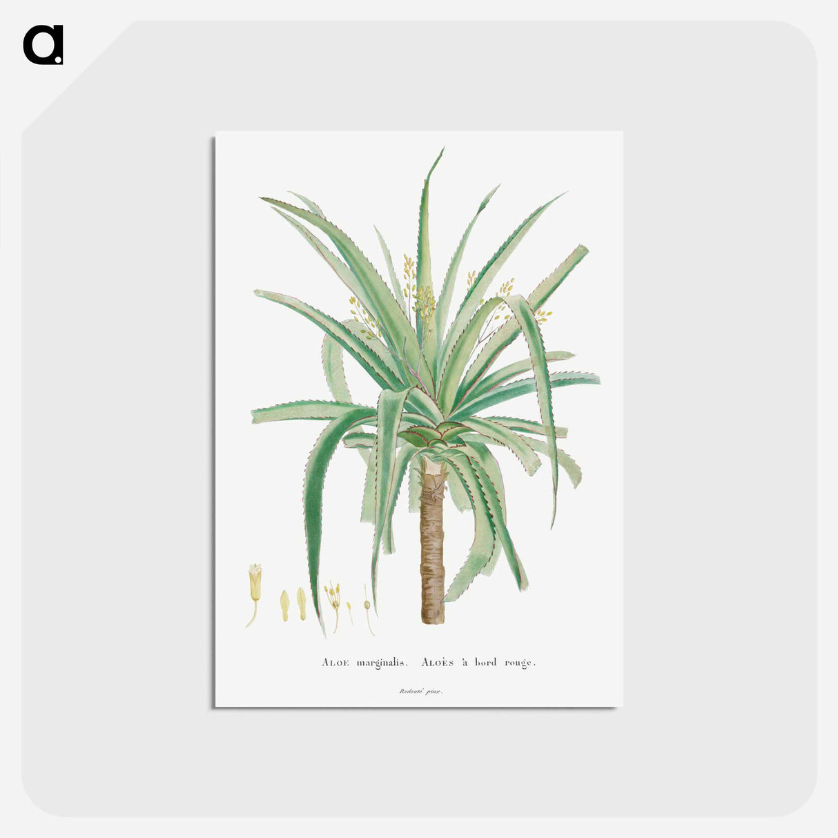 アートポストカード-Aloe Marginalis - ピエール ジョゼフ ルドゥーテ Postcard.