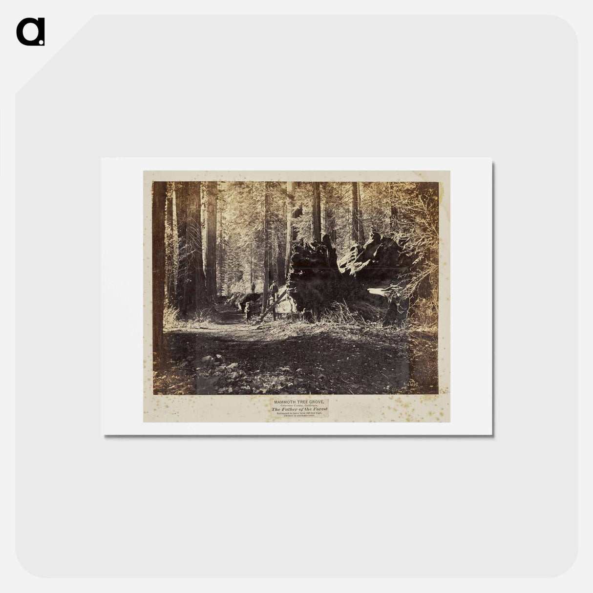アートポストカード-The Father of the Forest
- エドワード マイブリッジ Postcard.