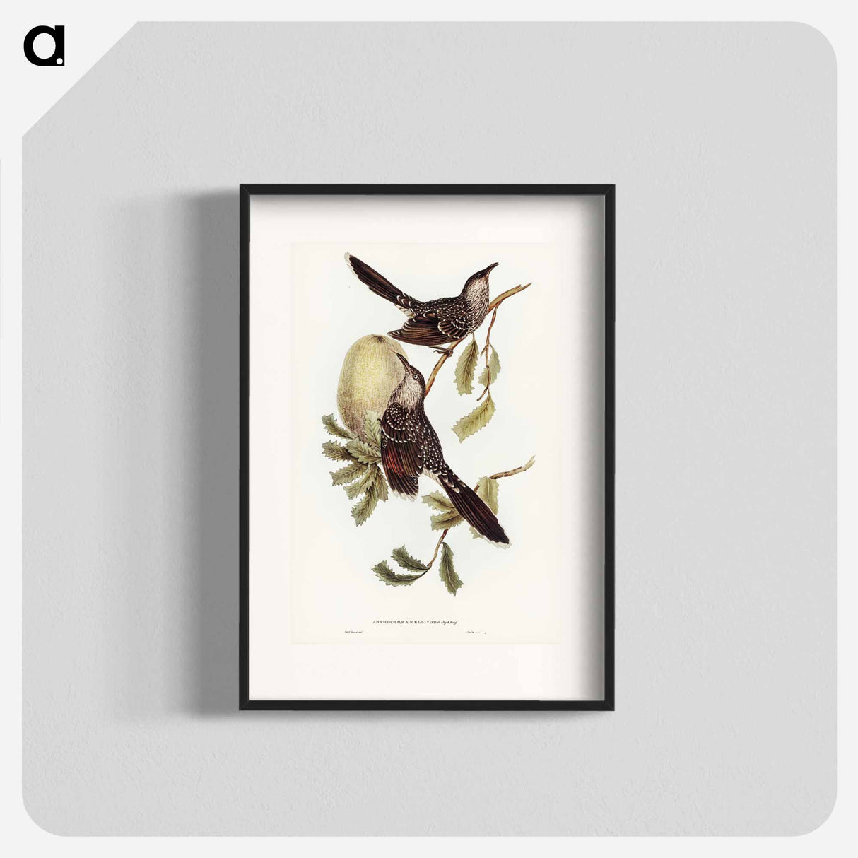 アートポスター-Brush Wattle Bird
- ジョン グールド Poster.