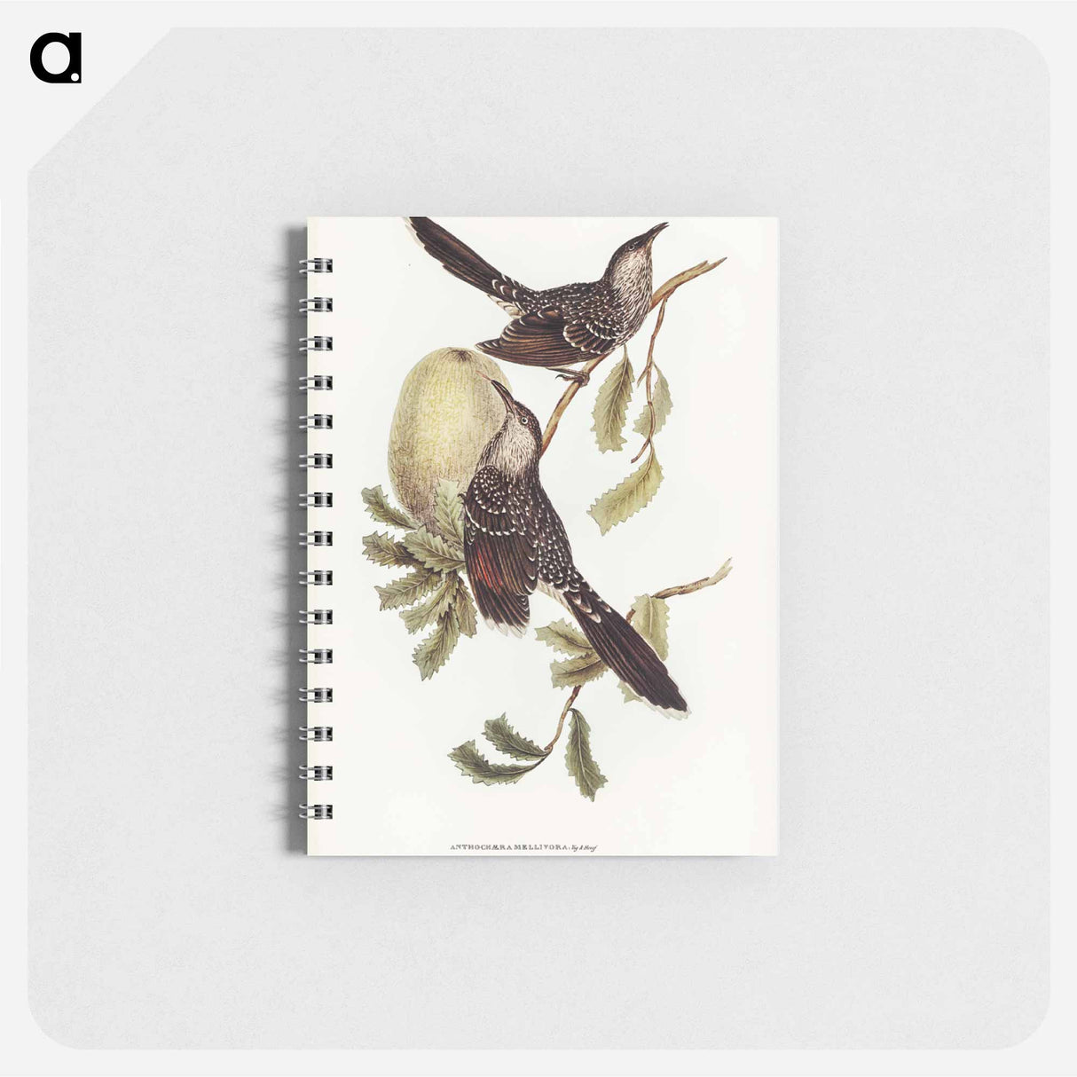 アートメモ帳-Brush Wattle Bird
- ジョン グールド Memo.