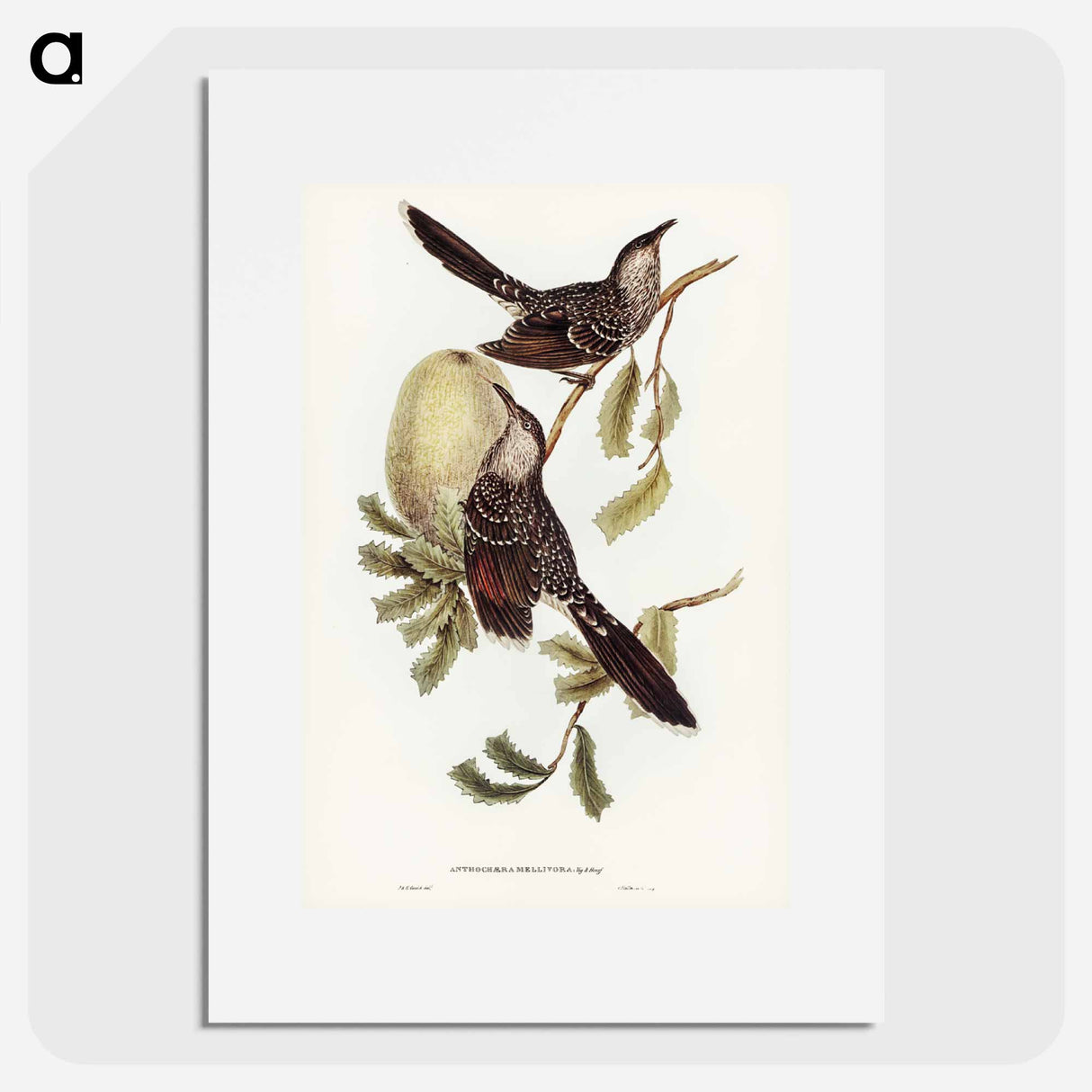 アートポスター-Brush Wattle Bird
- ジョン グールド Poster.