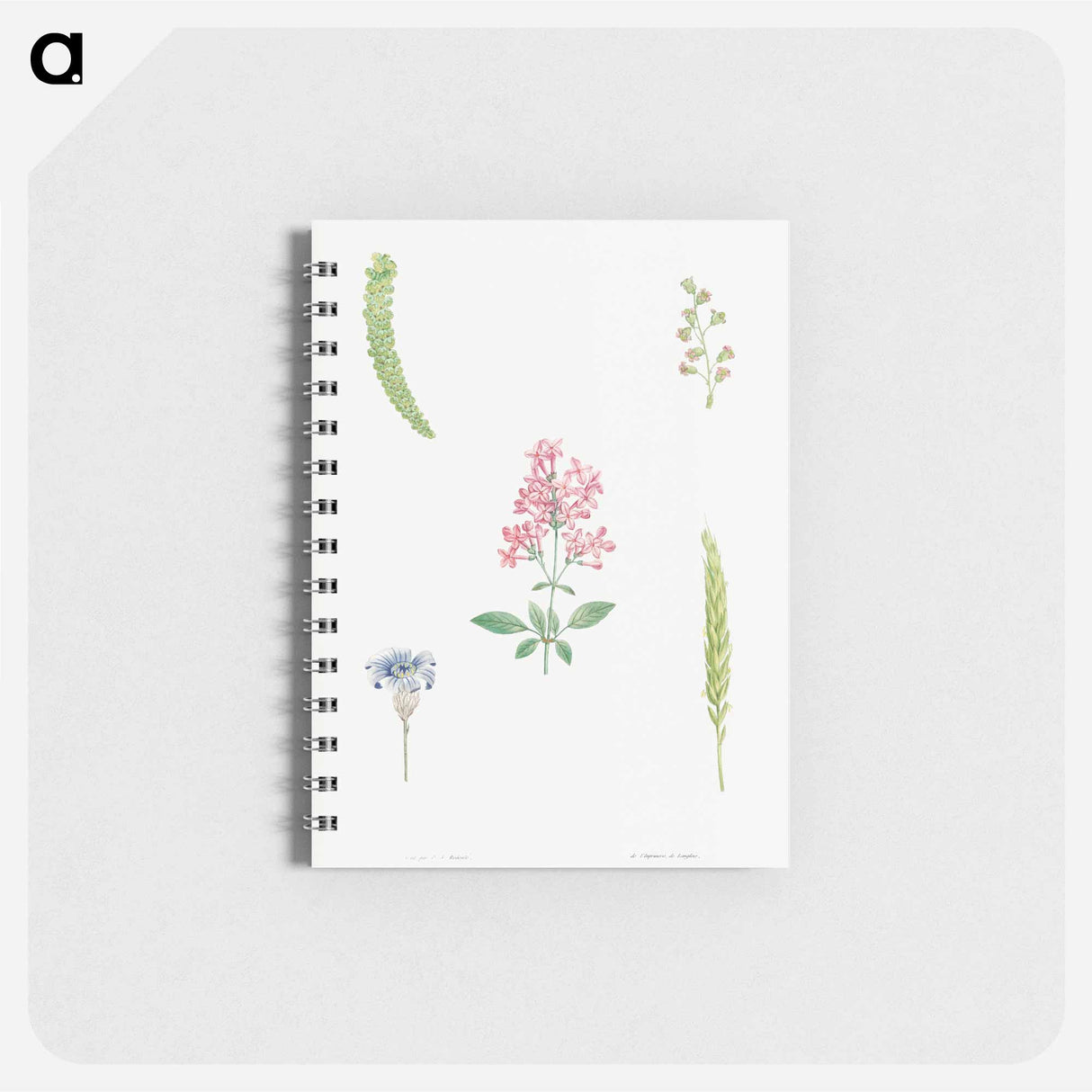 Flower set from La Botanique de J. J. Rousseau - ピエール ジョゼフ ルドゥーテ Memo.