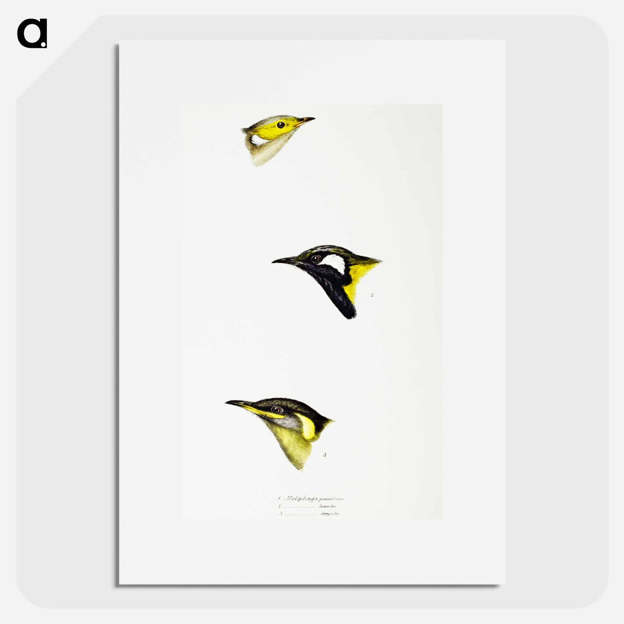 アートポスター-Australian Honeyeaters
- ジョン グールド Poster.