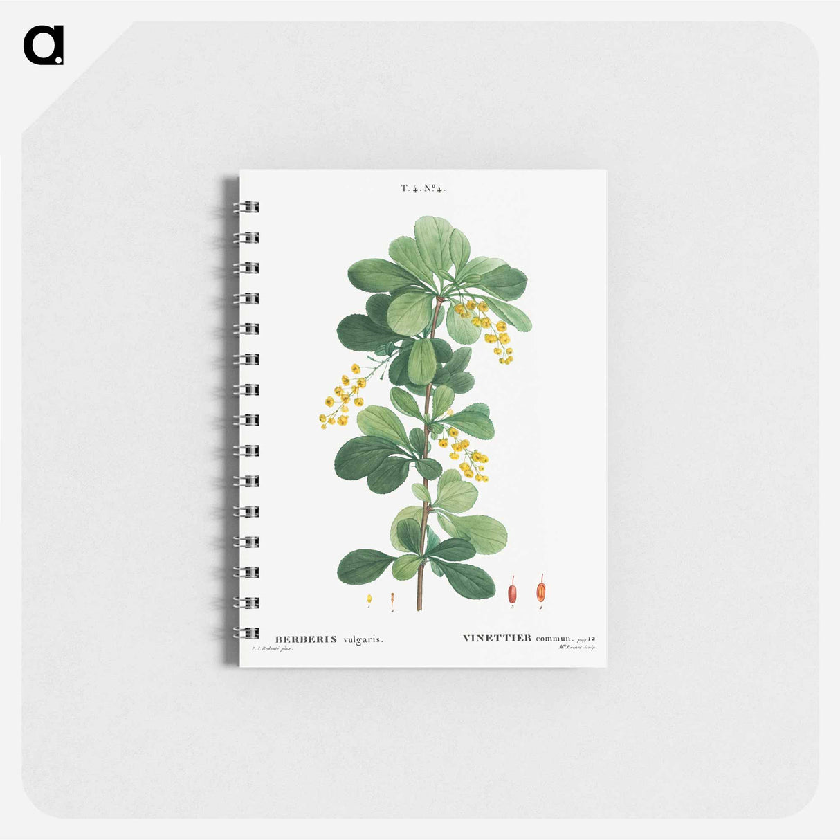 アートメモ帳-Common barberry, Berberis vulgaris - ピエール ジョゼフ ルドゥーテ Memo.