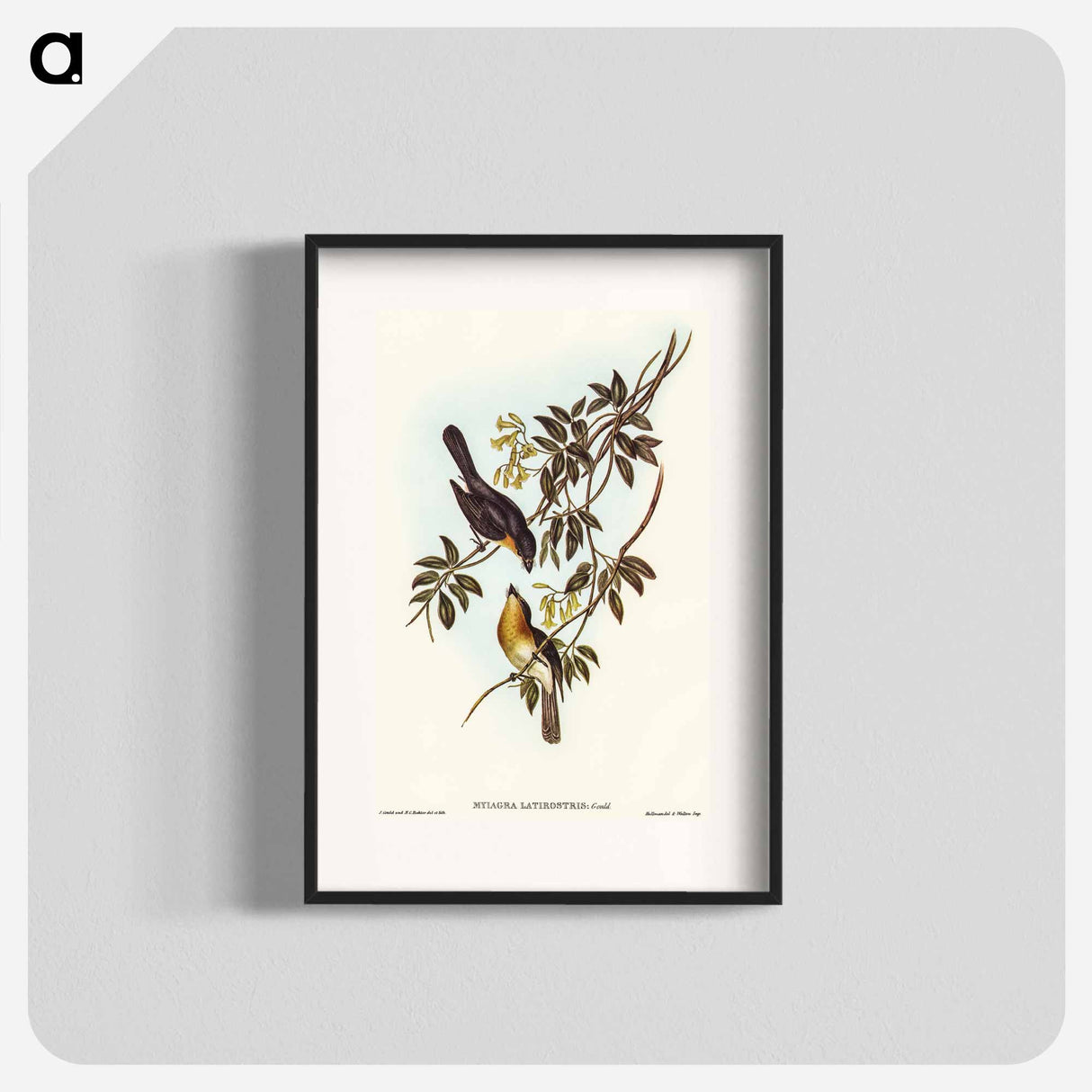 アートポスター-Broad-billed Flycatcher
- オーストラリアの鳥 Poster.