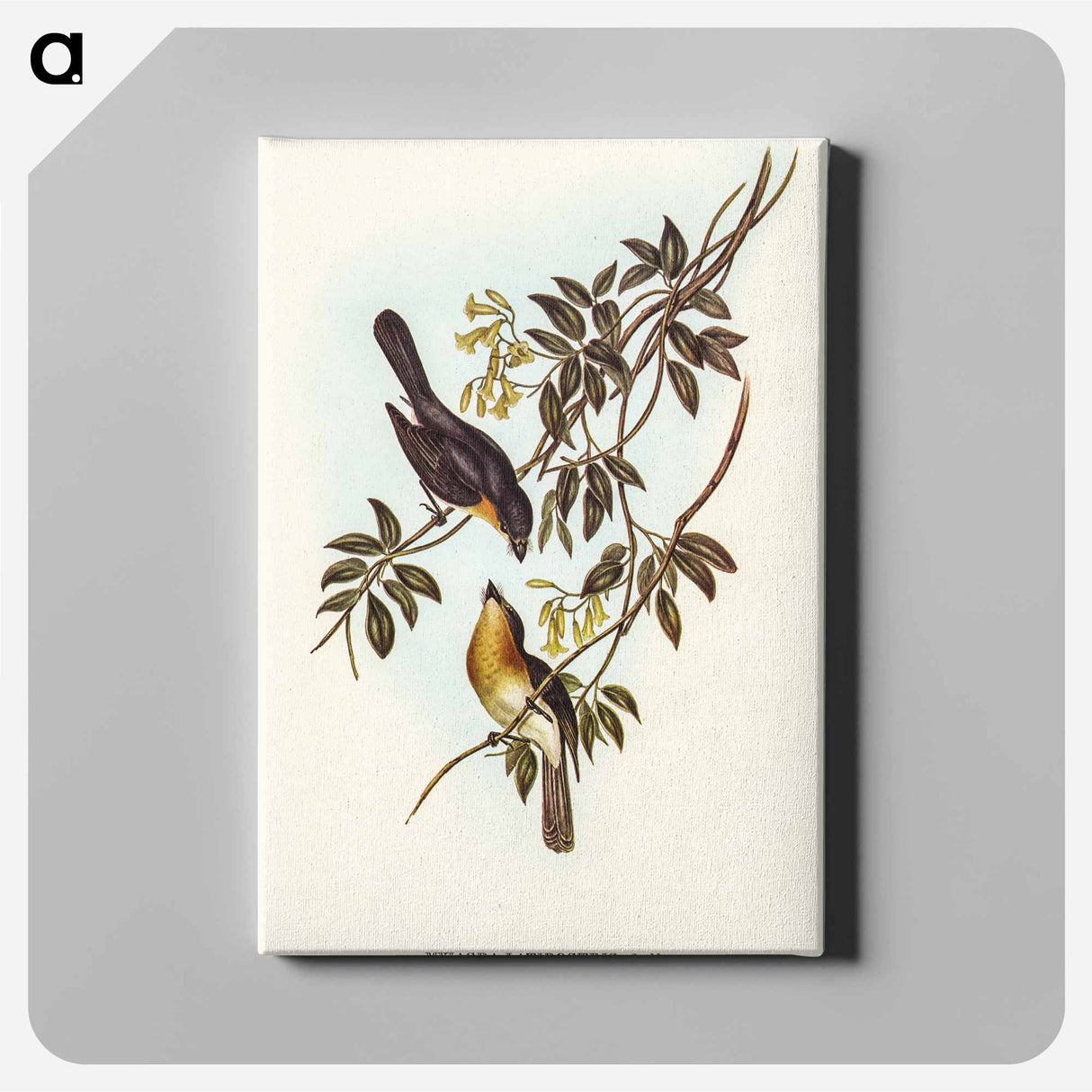 Broad-billed Flycatcher
- オーストラリアの鳥 Canvas.