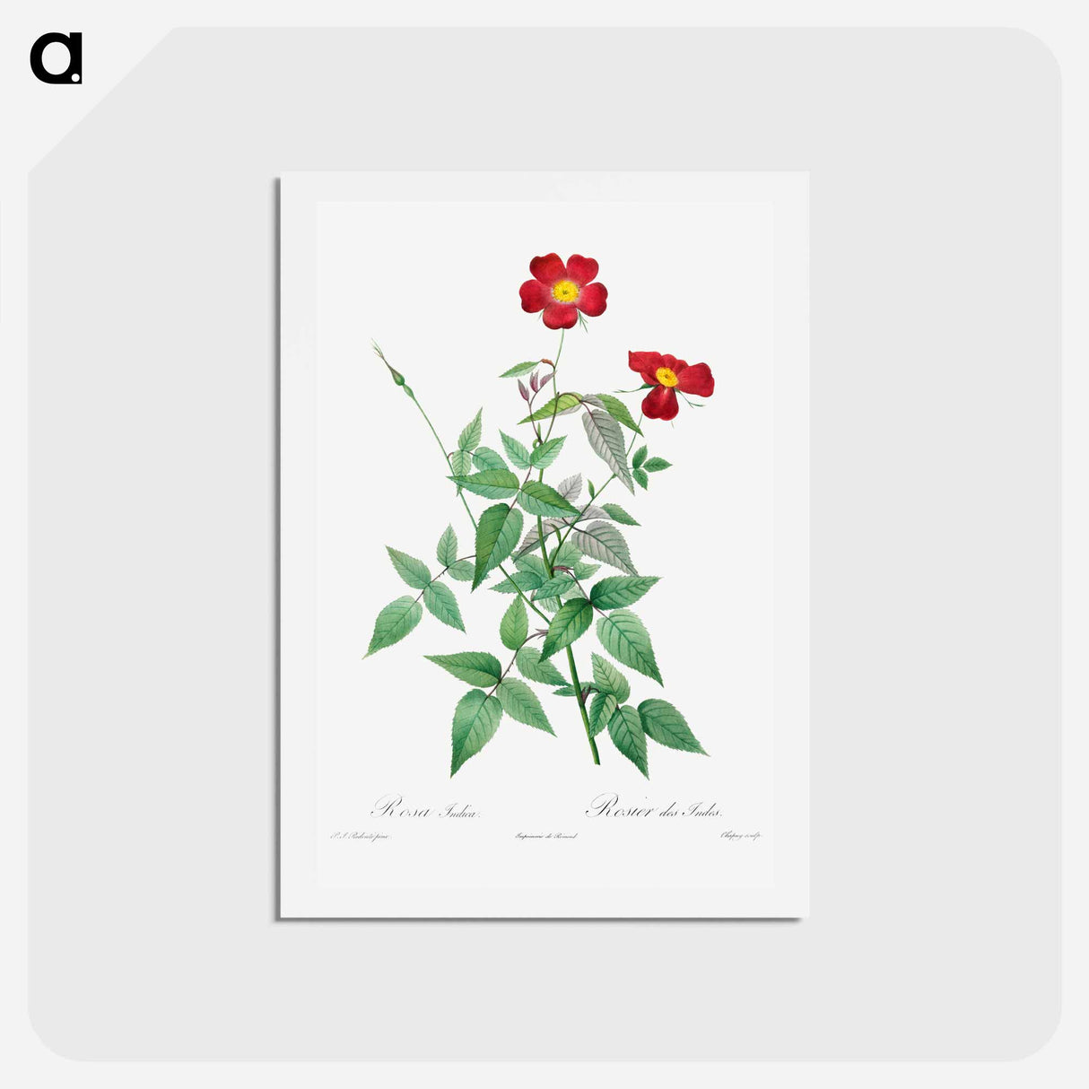 アートポストカード-Rosa Indica - ピエール ジョゼフ ルドゥーテ Postcard.