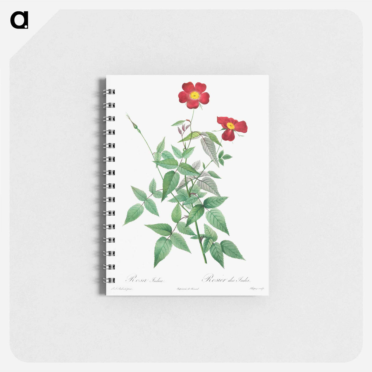 Rosa Indica - ピエール ジョゼフ ルドゥーテ Memo.