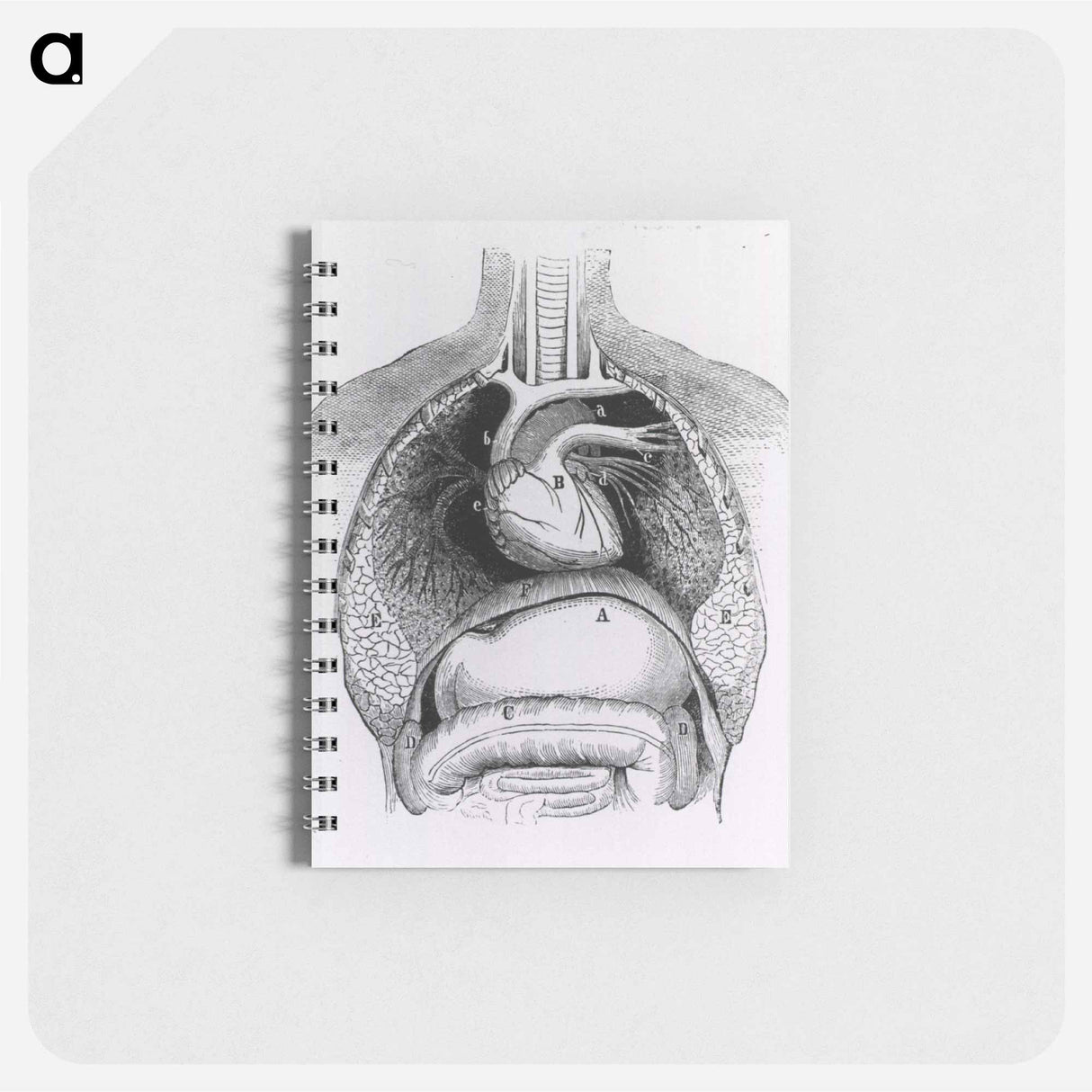 アートメモ帳-Distended Stomach and Colon
- 国立医学図書館 Memo.