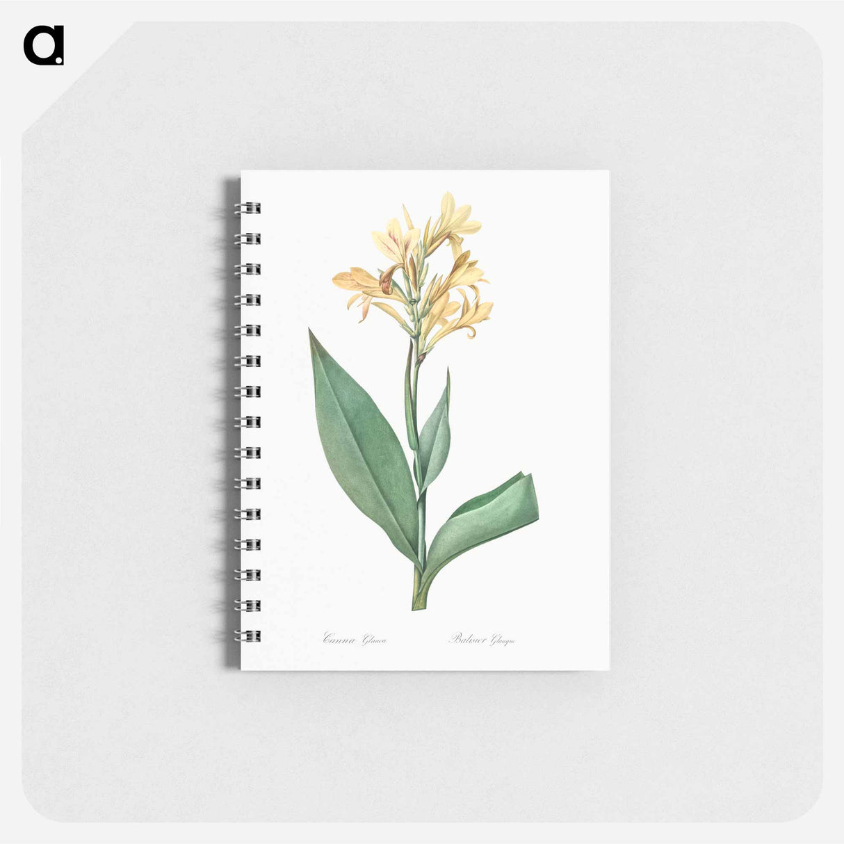 アートメモ帳-Water canna illustration - ピエール ジョゼフ ルドゥーテ Memo.