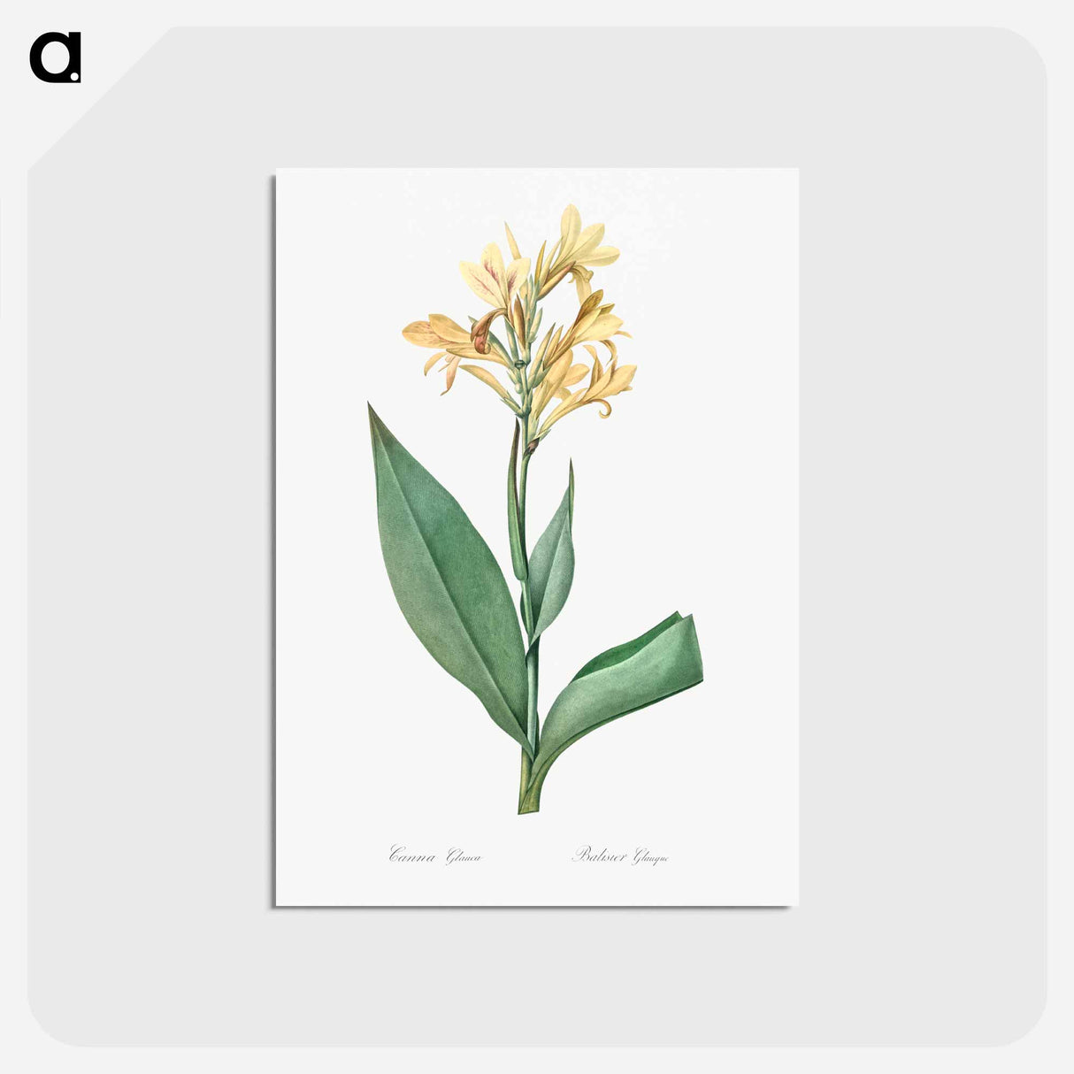 アートポストカード-Water canna illustration - ピエール ジョゼフ ルドゥーテ Postcard.