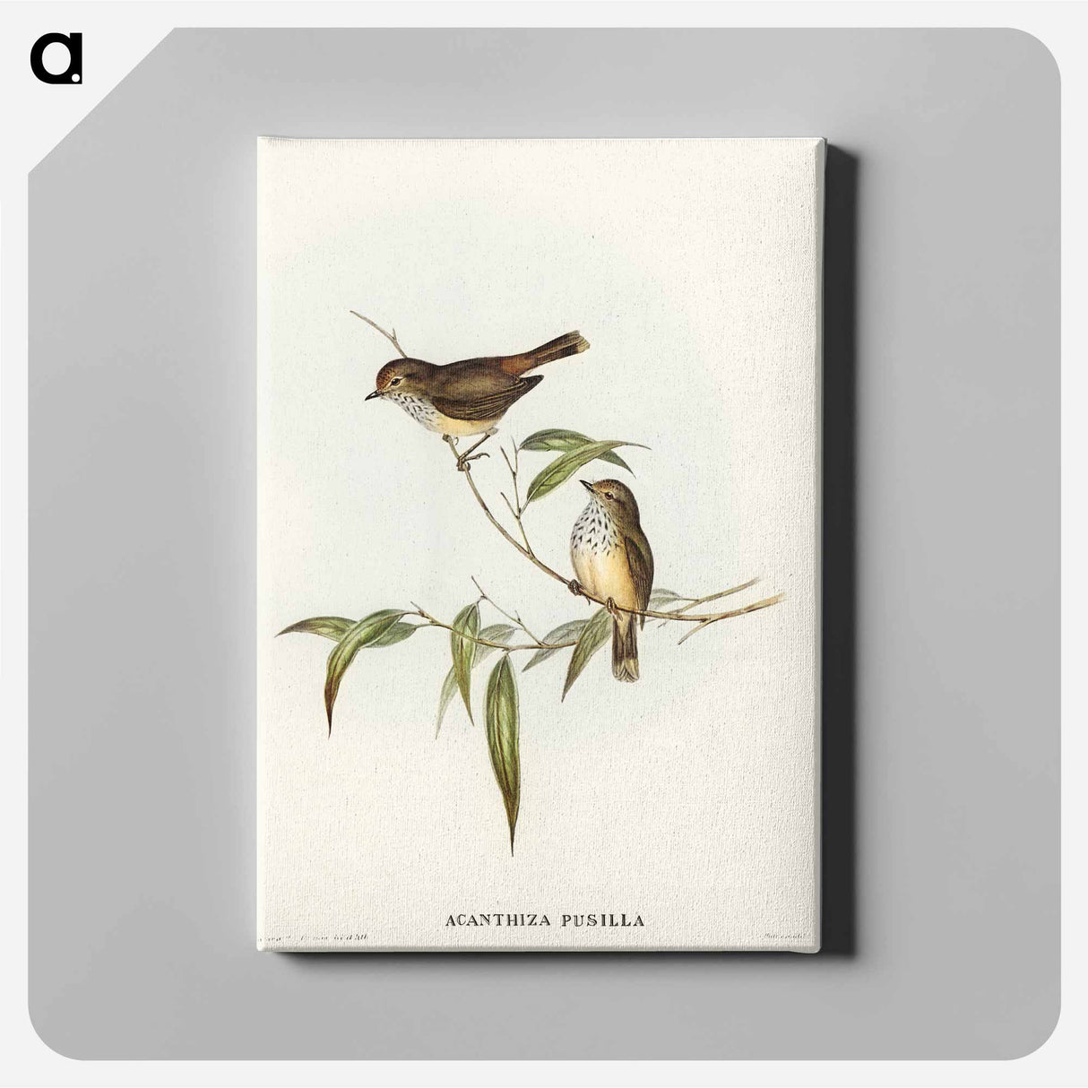 Little Brown Acanthiza
- オーストラリアの鳥 Canvas.