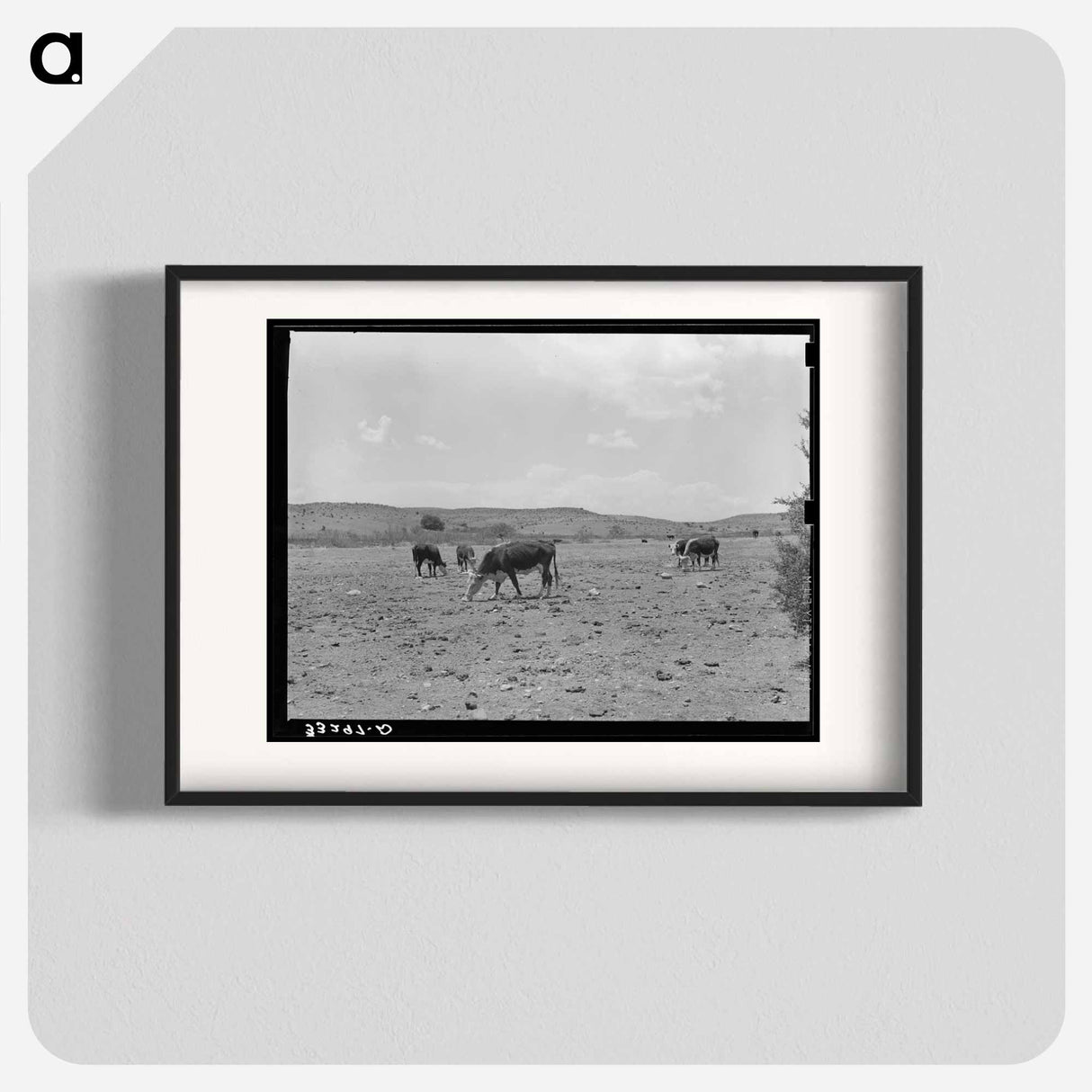 アートポスター-Cattle Licking Salt on the Range
- ラッセル リー Poster.