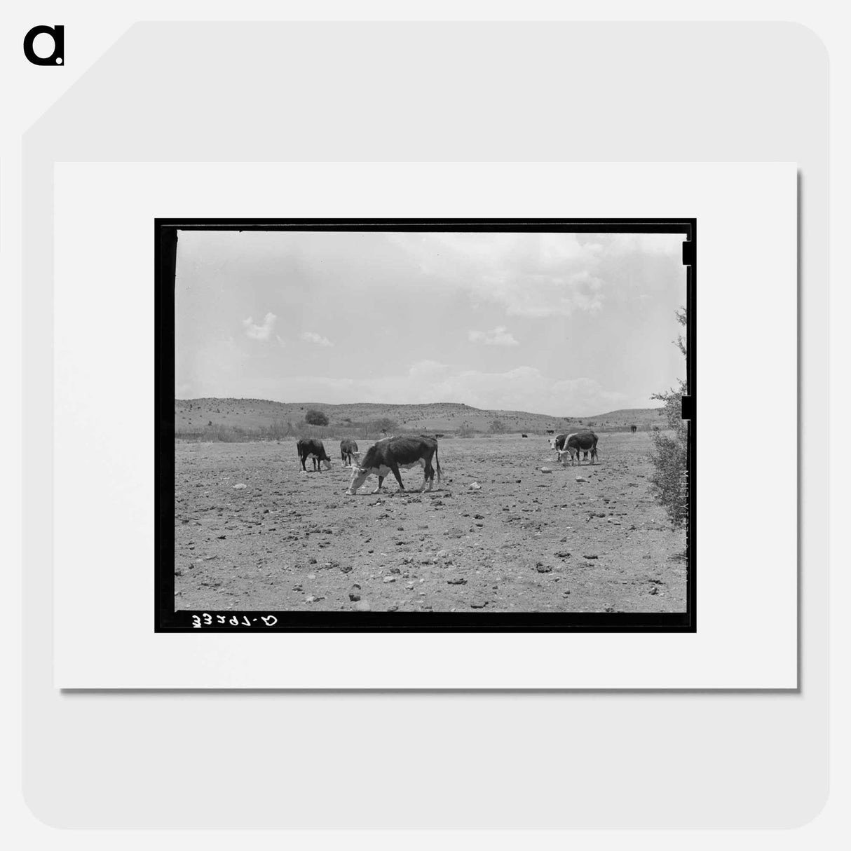 アートポスター-Cattle Licking Salt on the Range
- ラッセル リー Poster.