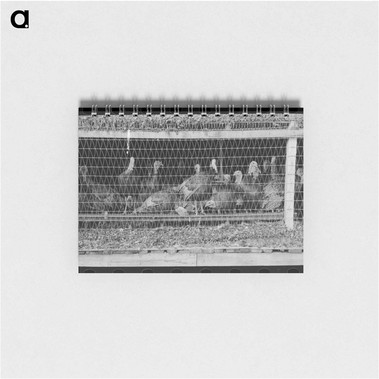 アートメモ帳-Turkeys in Pen, Poultry Cooperative, Brownwood, Texas
- ラッセル リー Memo.