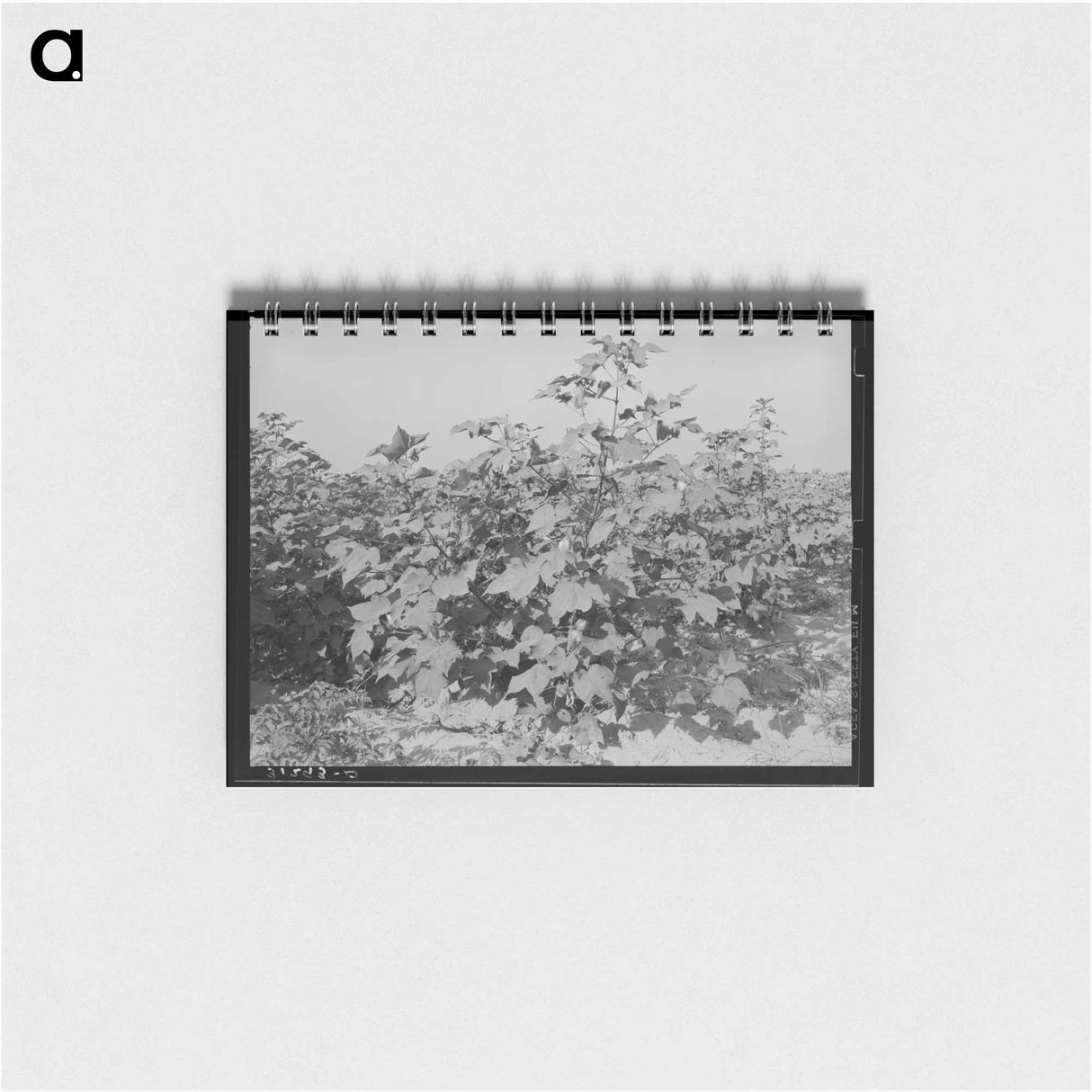 アートメモ帳-Cotton in the Fields, Southeast Missouri Farms
- ラッセル リー Memo.