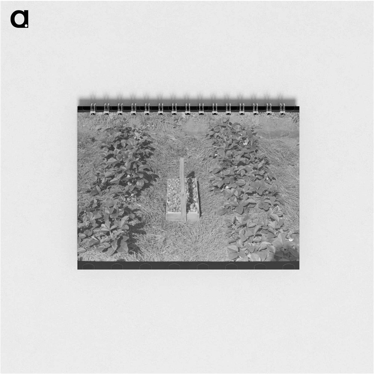 アートメモ帳-Strawberry Field, Hammond, Louisiana
- ラッセル リー Memo.