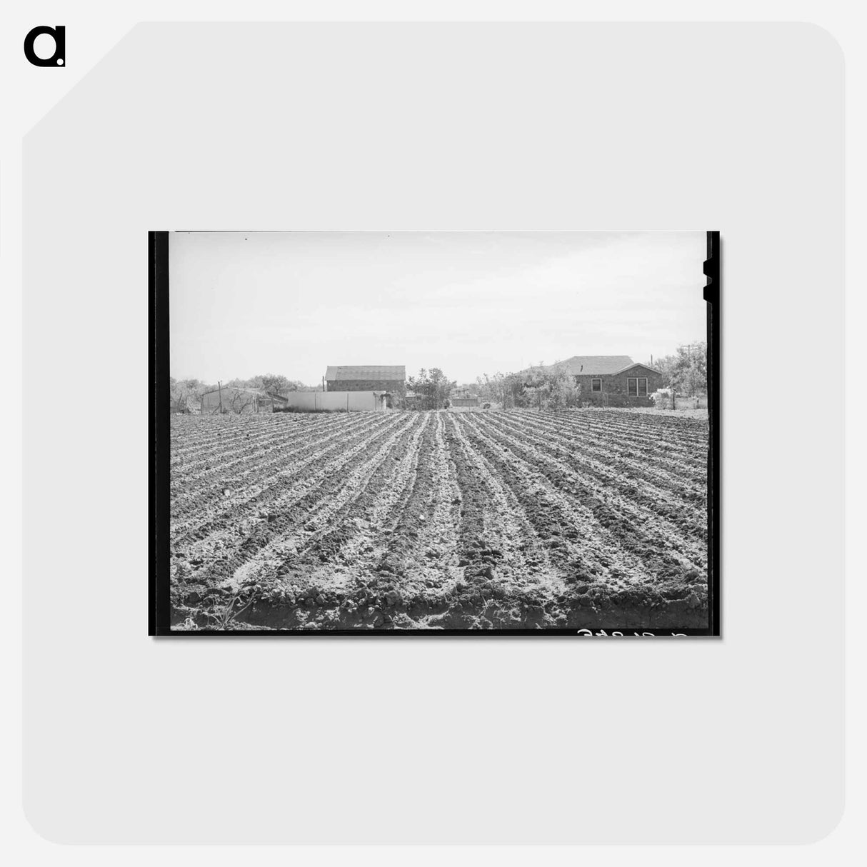 アートポストカード-Spinach Field, Tom Green County, Texas
- ラッセル リー Postcard.