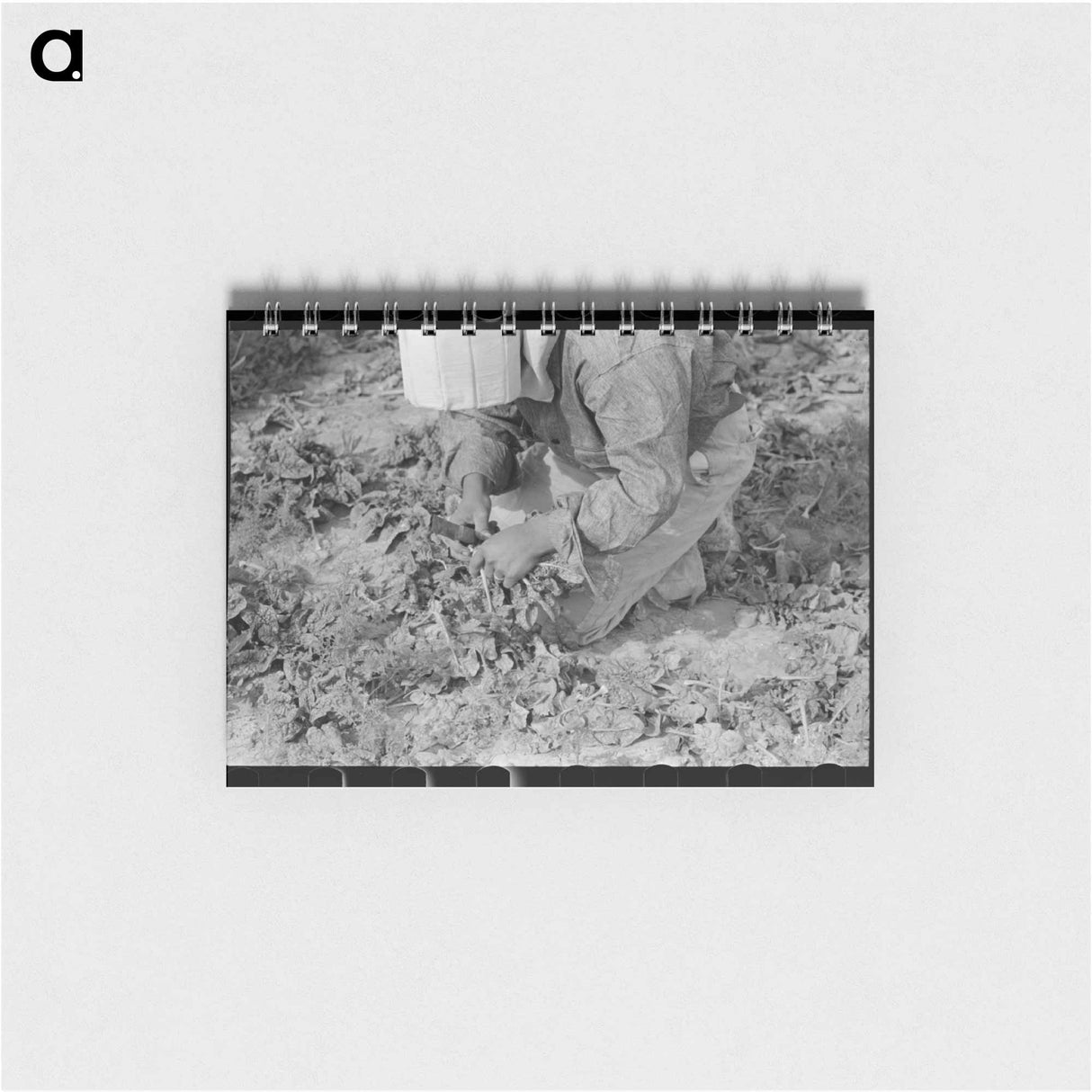 アートメモ帳-Mexican Girl Cutting Spinach, La Pryor, Texas
- ラッセル リー Memo.