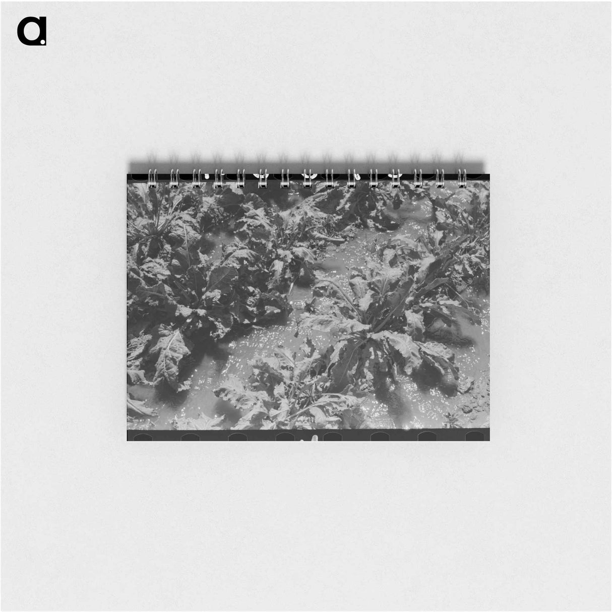 アートメモ帳-Irrigated Sugar Beets, Syracuse, Kansas
- ラッセル リー Memo.