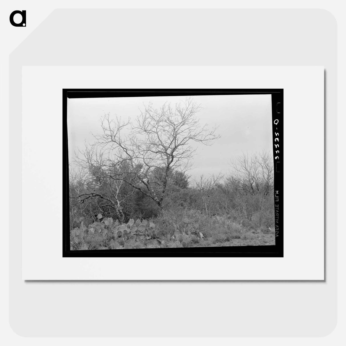 アートポスター-Cactus, Mesquite, and Chaparral near Robstown, Texas
- ラッセル リー Poster.