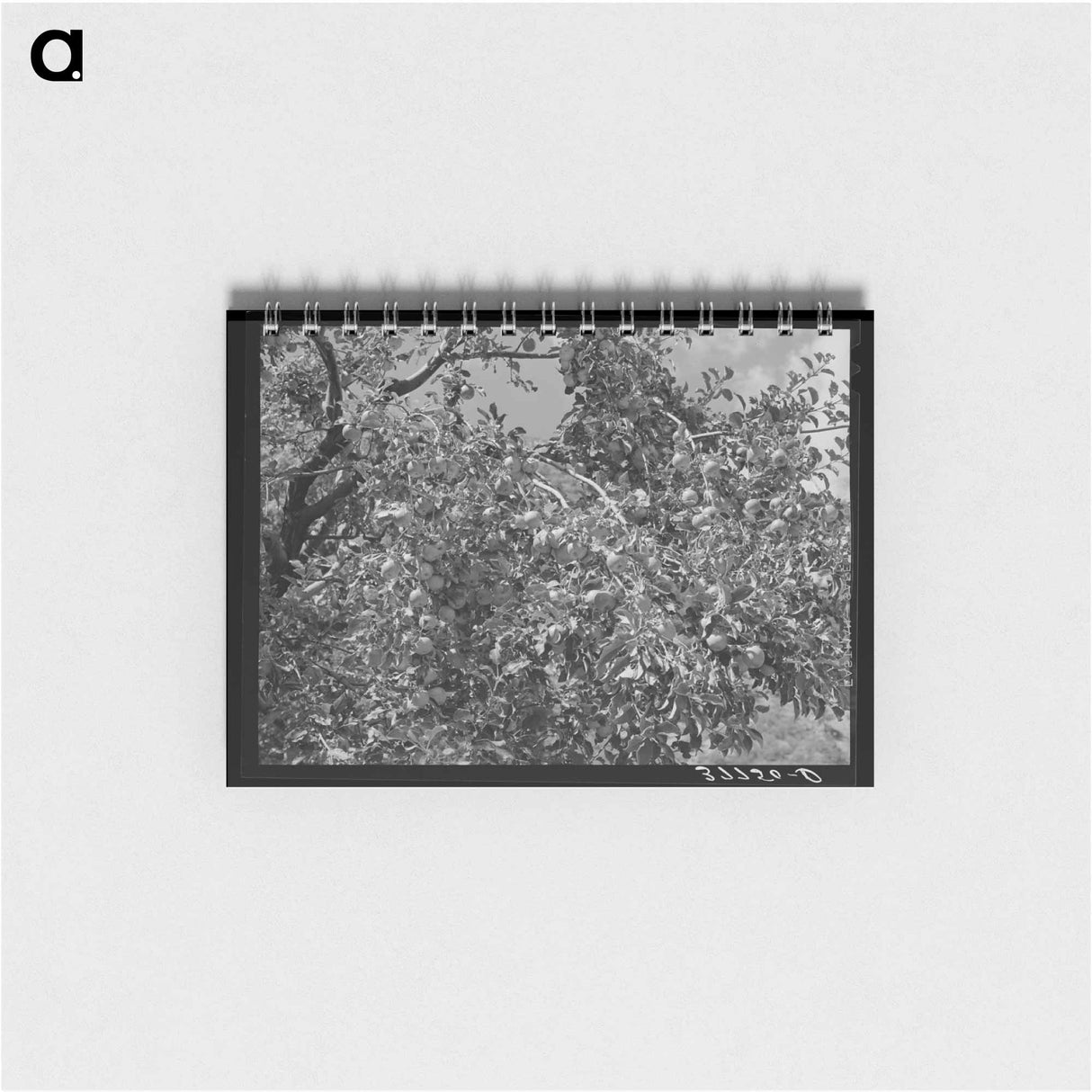 アートメモ帳-Apples, Animas River Valley, La Plata County, Colorado
- ラッセル リー Memo.