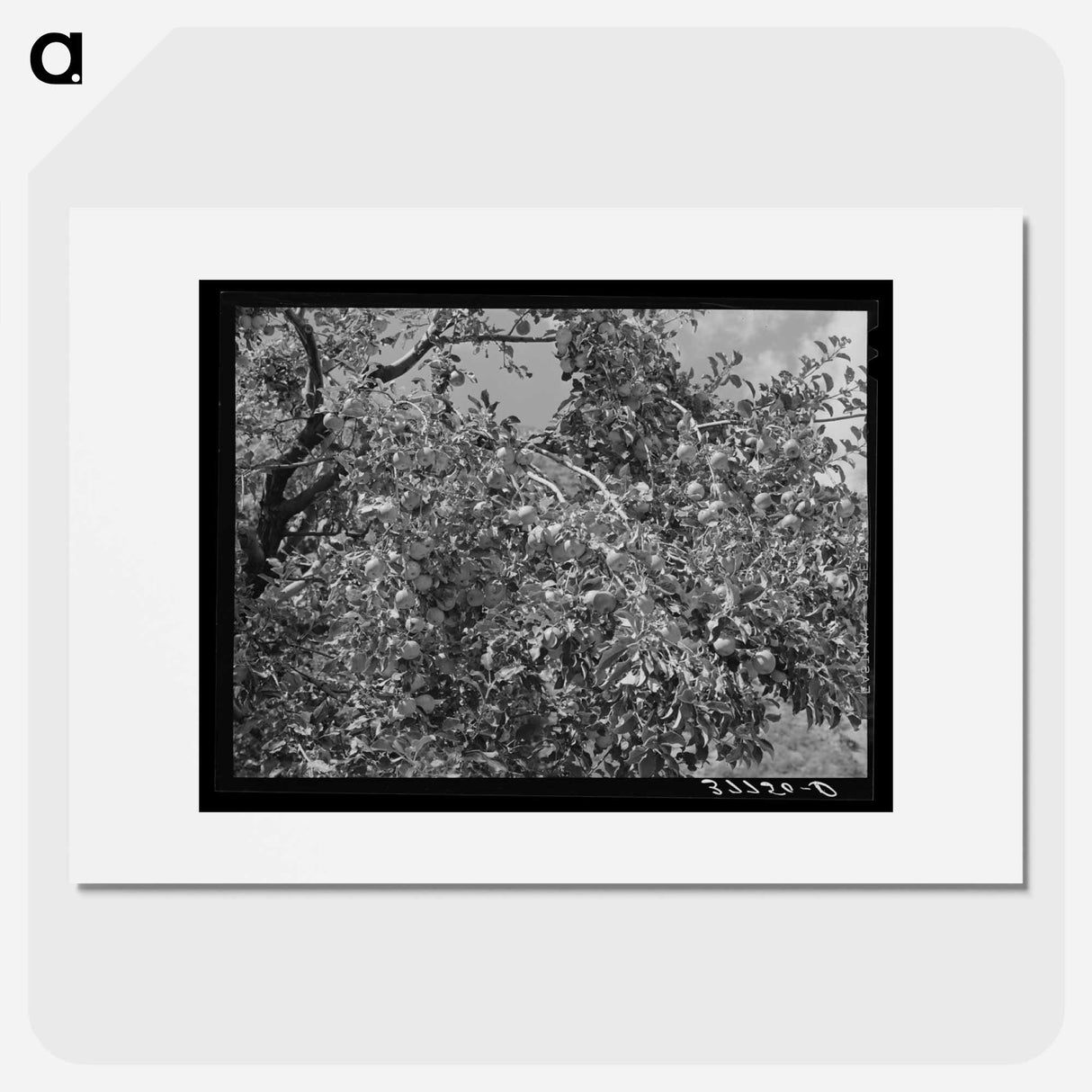 アートポスター-Apples, Animas River Valley, La Plata County, Colorado
- ラッセル リー Poster.