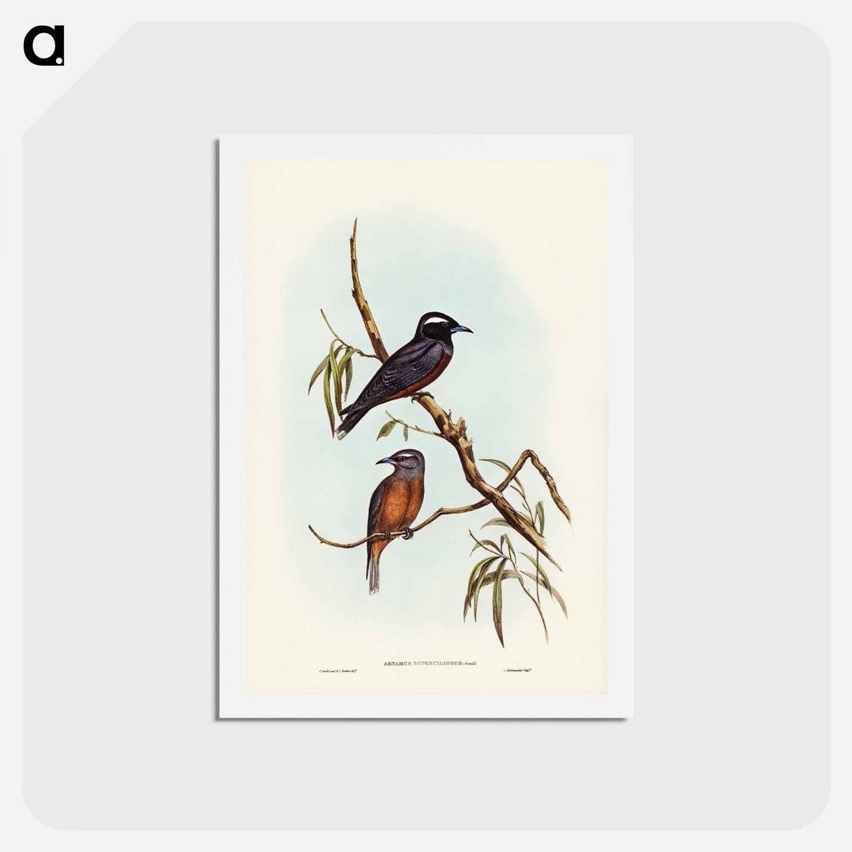 アートポストカード-White-eyebrowed Wood Swallow
- ジョン グールド Postcard.