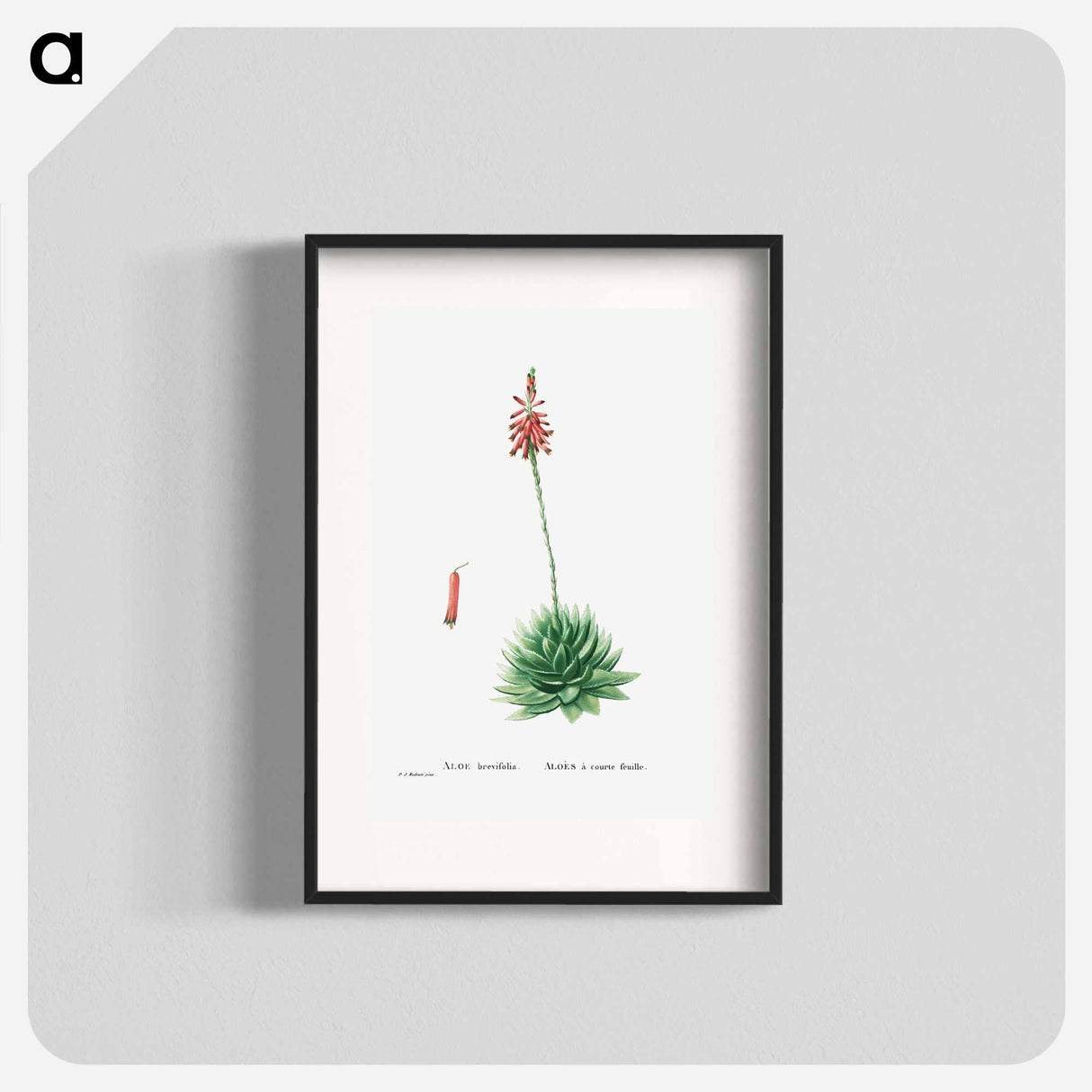 アートポスター-Aloe Brevifolia (Short–Leaved aloe) - ピエール ジョゼフ ルドゥーテ Poster.