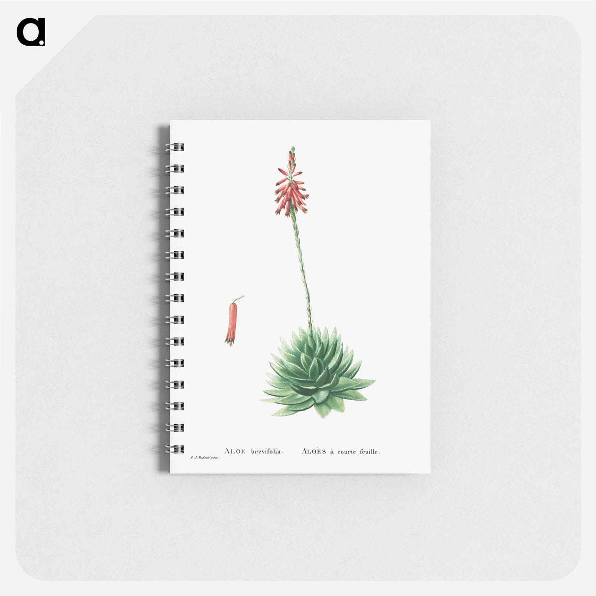 アートメモ帳-Aloe Brevifolia (Short–Leaved aloe) - ピエール ジョゼフ ルドゥーテ Memo.