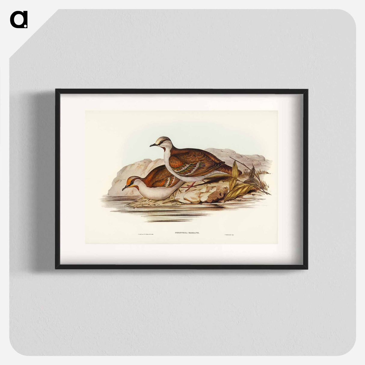 アートポスター-Brush Bronze-winged Pigeon
- ジョン グールド Poster.