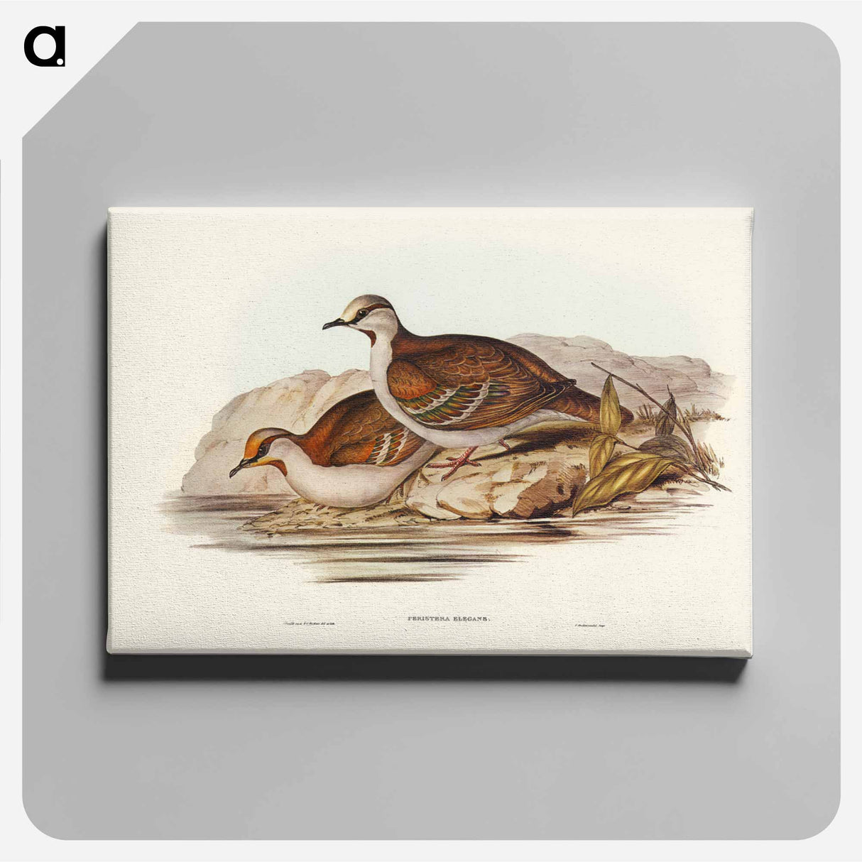 アートパネル-Brush Bronze-winged Pigeon
- ジョン グールド Canvas.