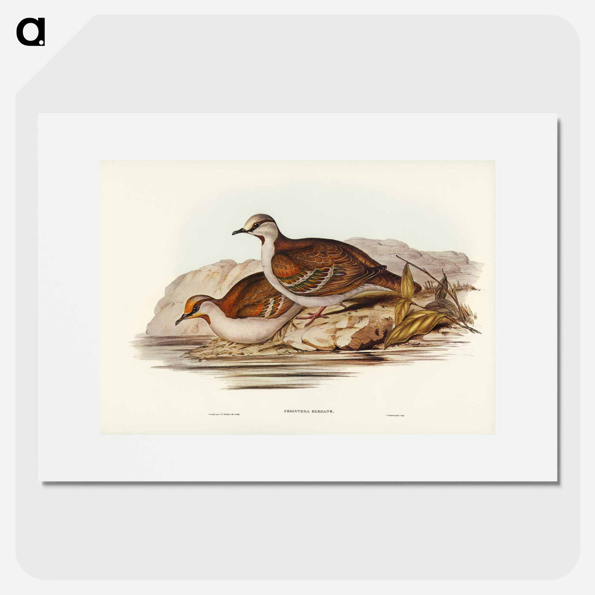 アートポスター-Brush Bronze-winged Pigeon
- ジョン グールド Poster.