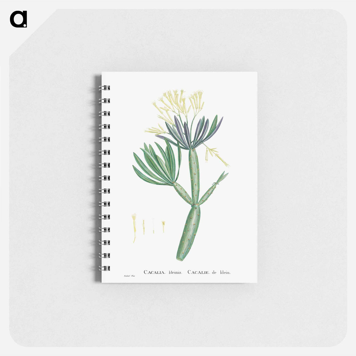 Cacalia Kleinia (Canary Islands Candle Plant) - ピエール ジョゼフ ルドゥーテ Memo.