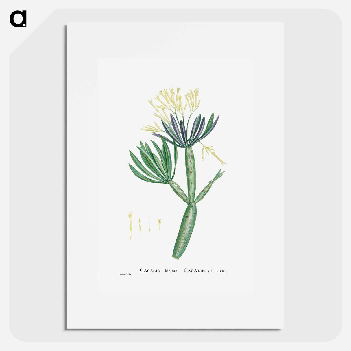 Cacalia Kleinia (Canary Islands Candle Plant) - Pierre Joseph Redouté Poster.