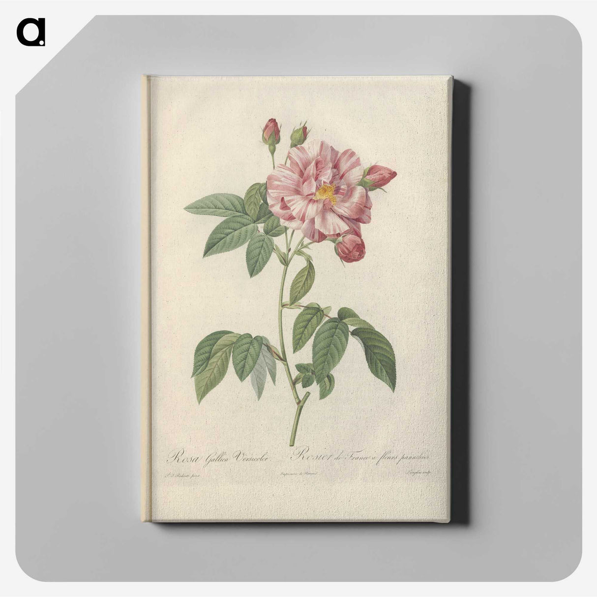 7-11_Pierre-Joseph-Redoute_canvas