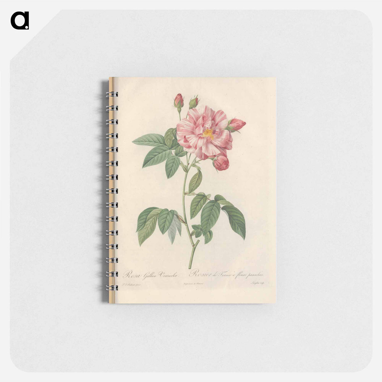 Rose illustration - ピエール ジョゼフ ルドゥーテ Memo.