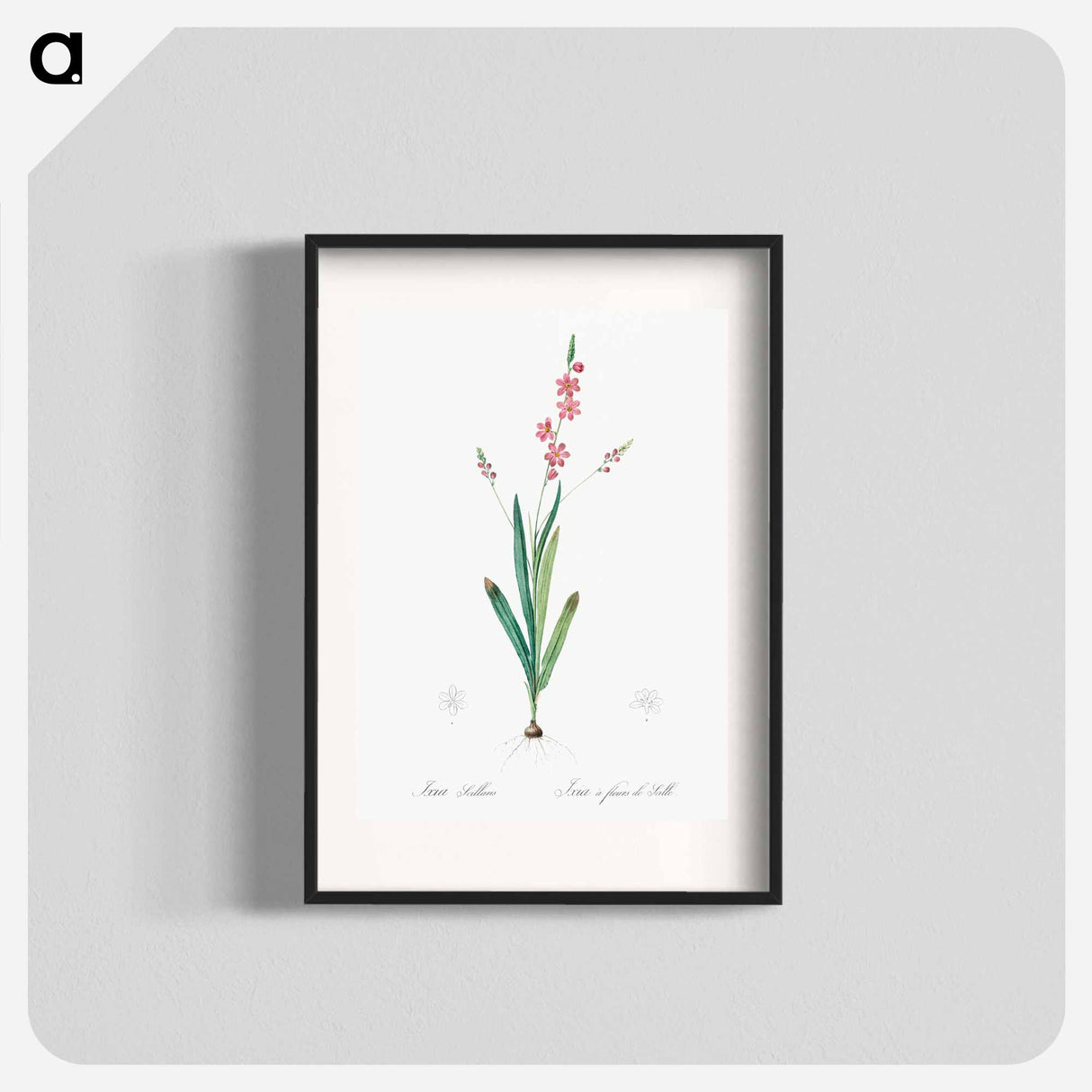 Ixia scillaris illustration - Pierre Joseph Redouté Poster.