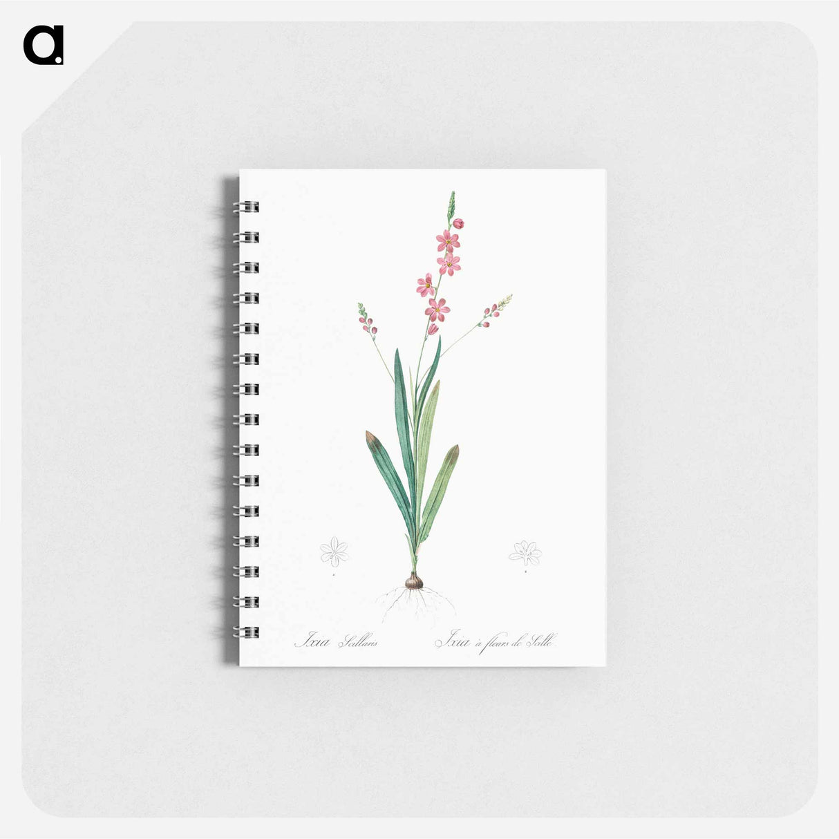 Ixia scillaris illustration - ピエール ジョゼフ ルドゥーテ Memo.