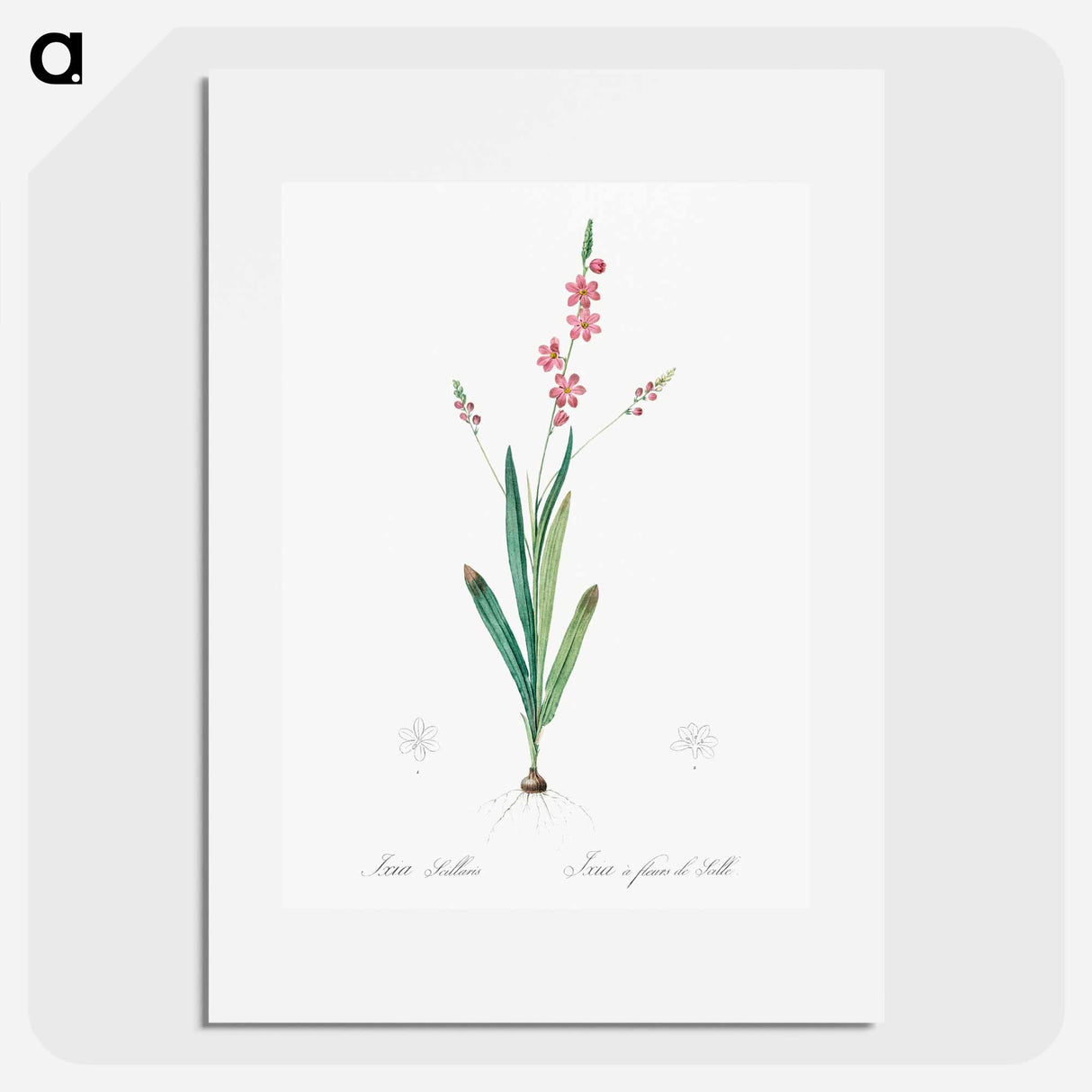 Ixia scillaris illustration - Pierre Joseph Redouté Poster.