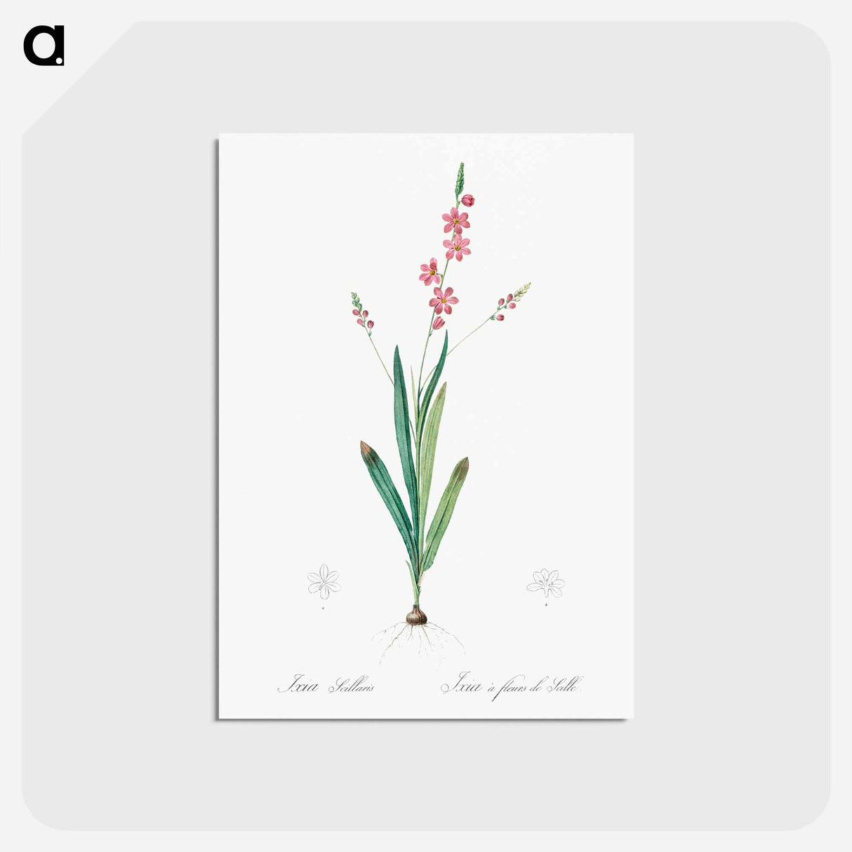 アートポストカード-Ixia scillaris illustration - ピエール ジョゼフ ルドゥーテ Postcard.
